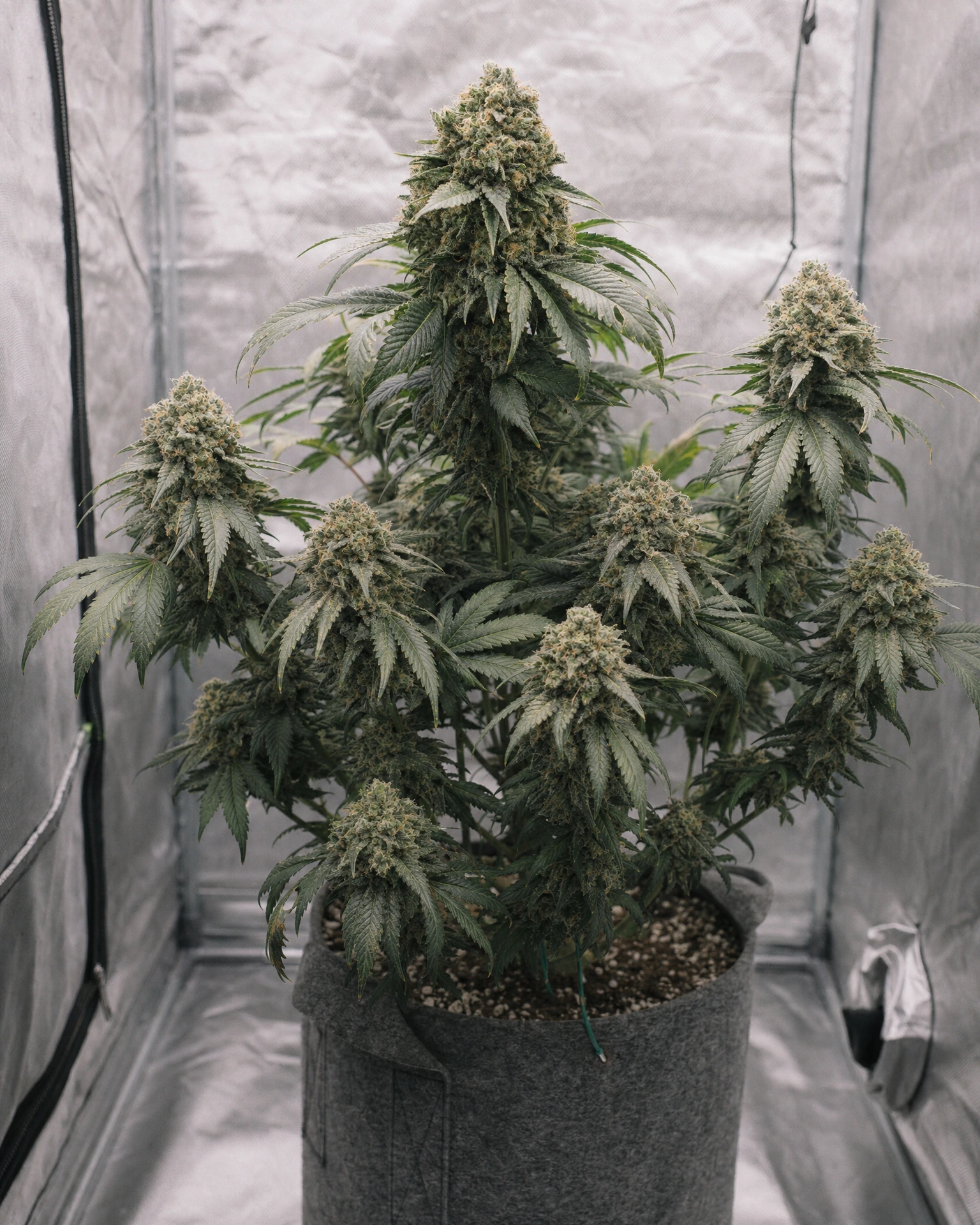 Ausgewachsene Cannabispflanze der Sorte Northern Lights Regular