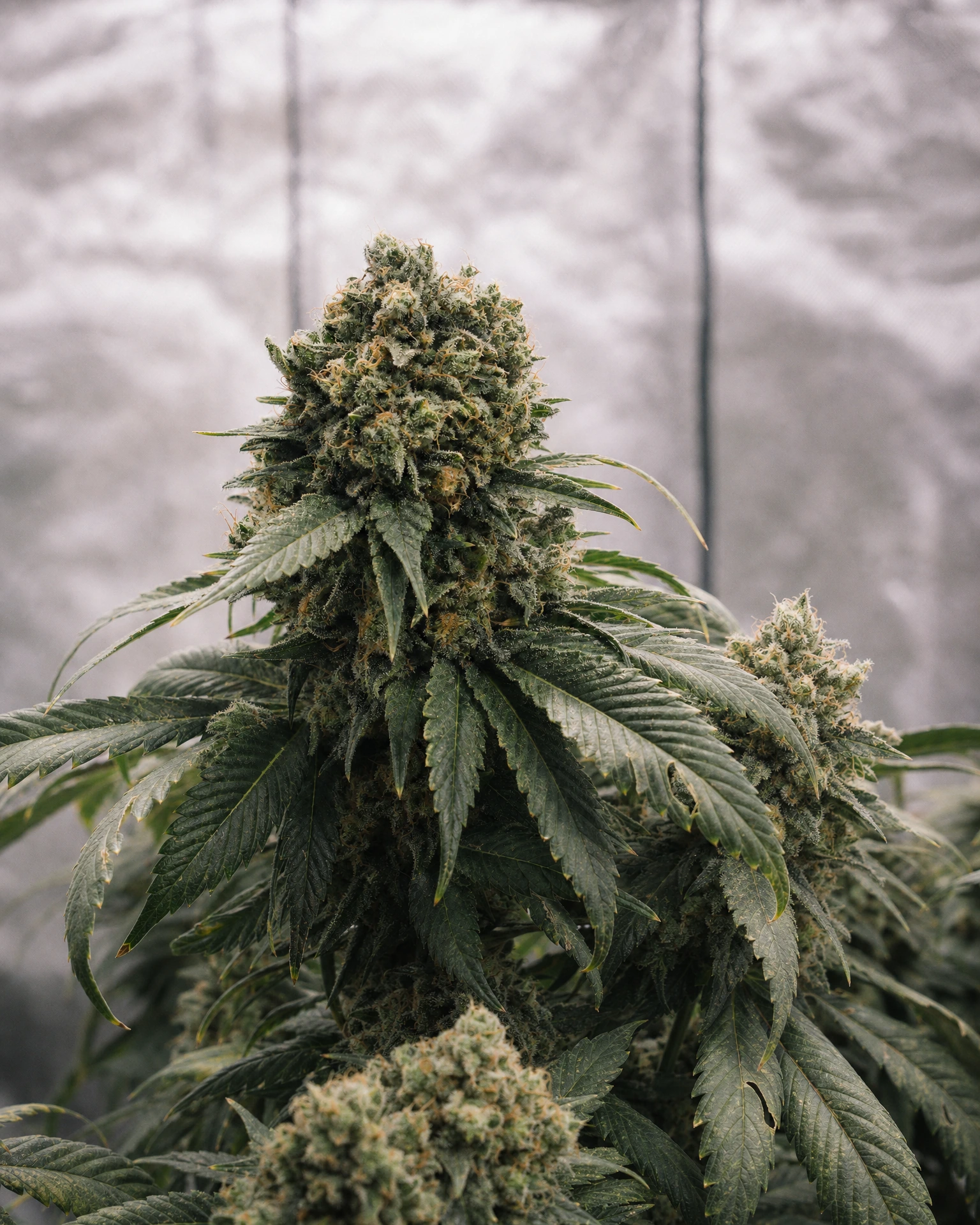 Ausgereifte Cannabispflanze der Sorte Northern Lights Regular aus einem zweiten Blickwinkel