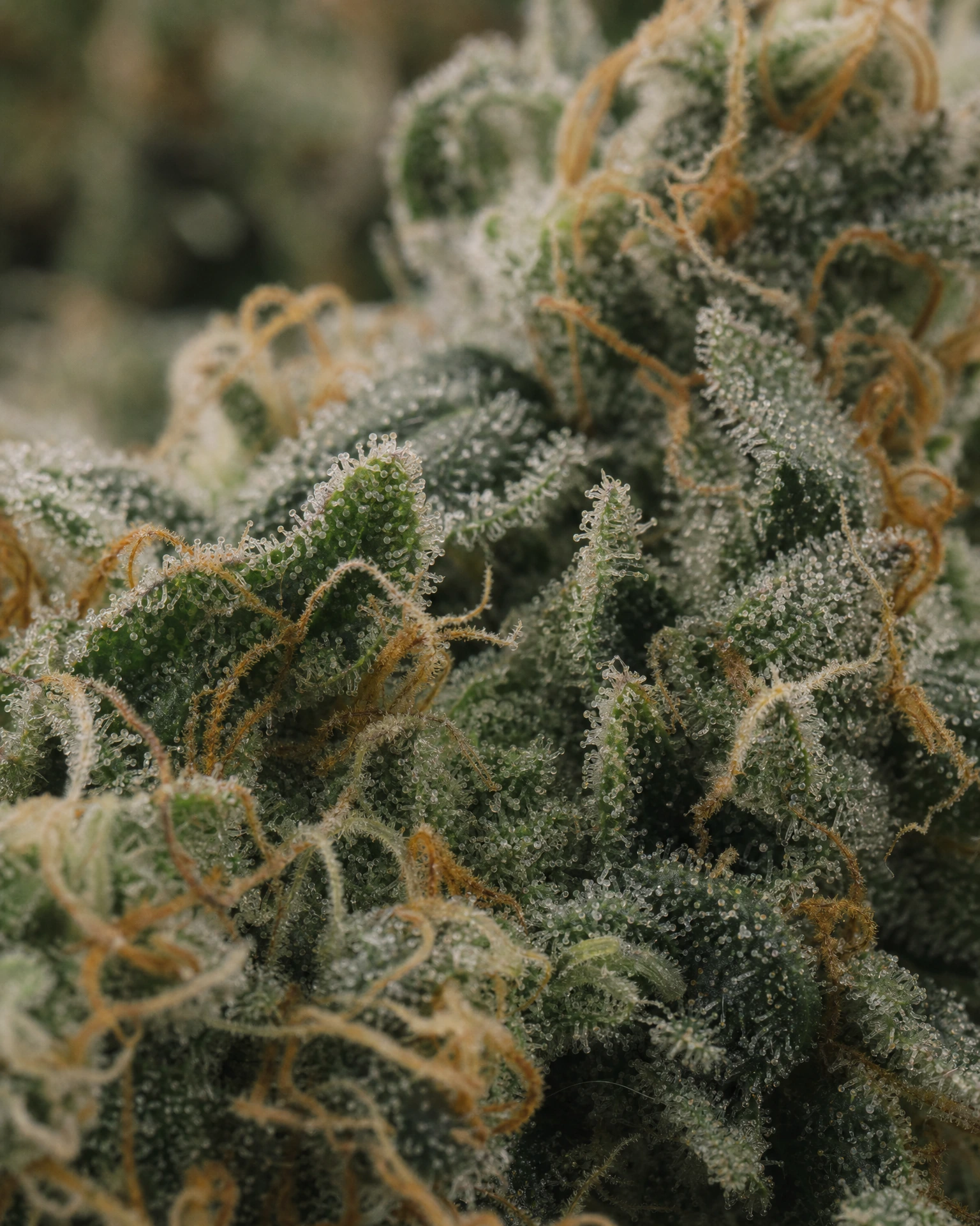 Trichome der Cannabissorte Northern Lights Regular in Nahaufnahme