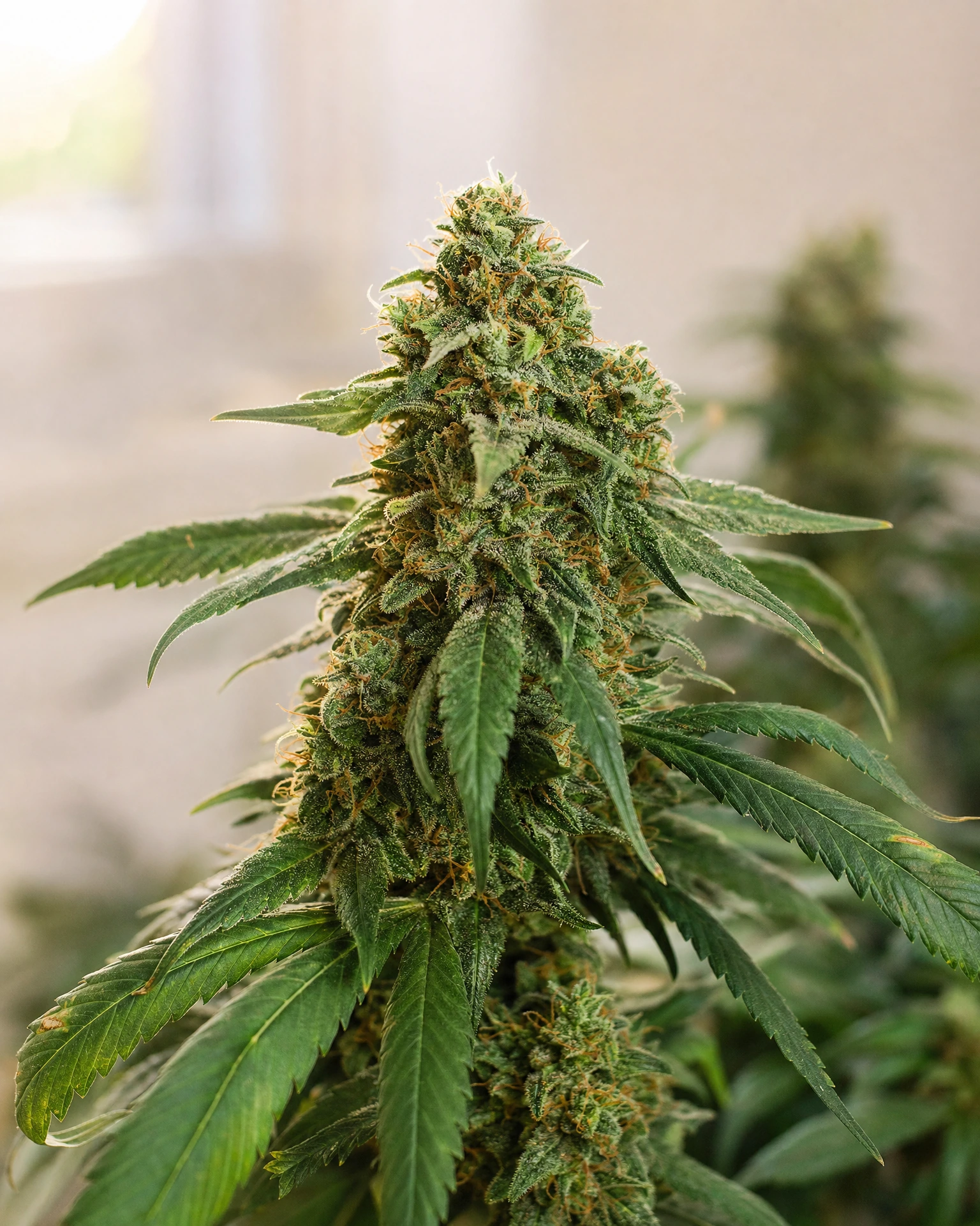 Blühende Cannabispflanze der Sorte Skunk #1 Regular