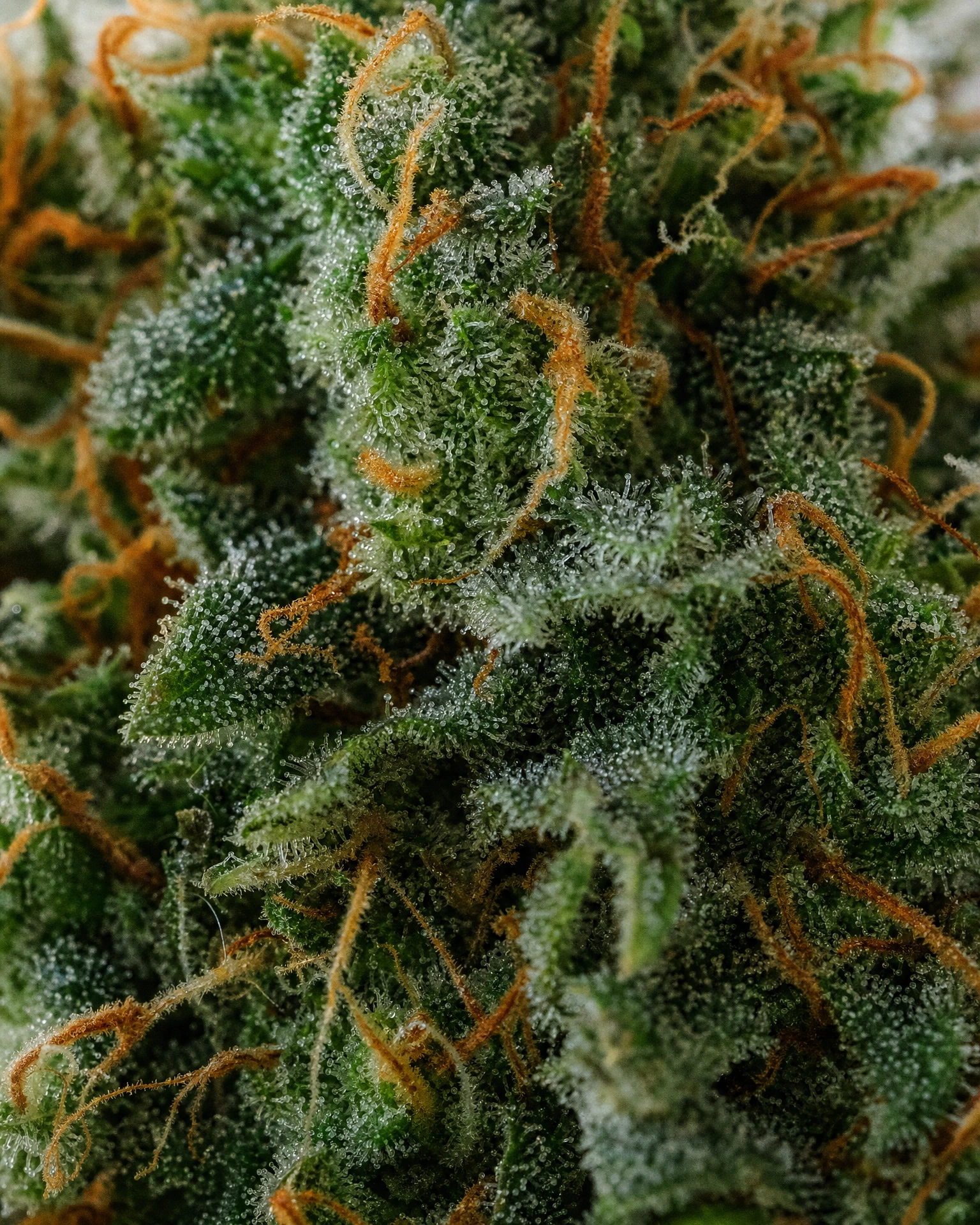 Trichome der Cannabissorte Skunk #1 Regular in Nahaufnahme