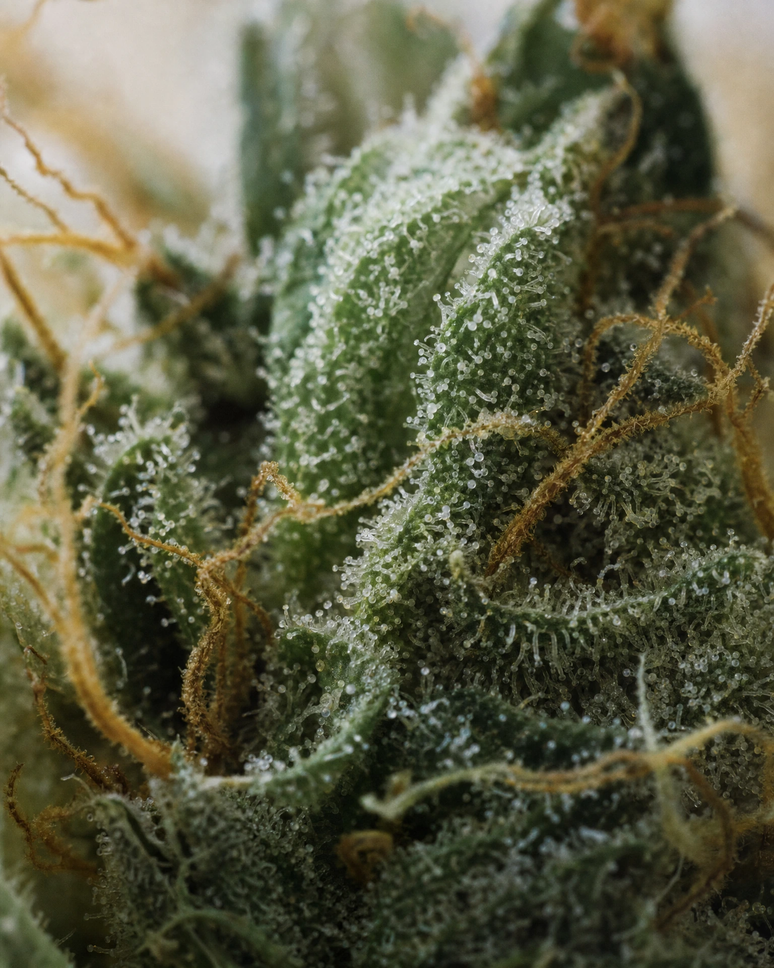Trichome der Cannabissorte Colombian Gold Regular in Nahaufnahme