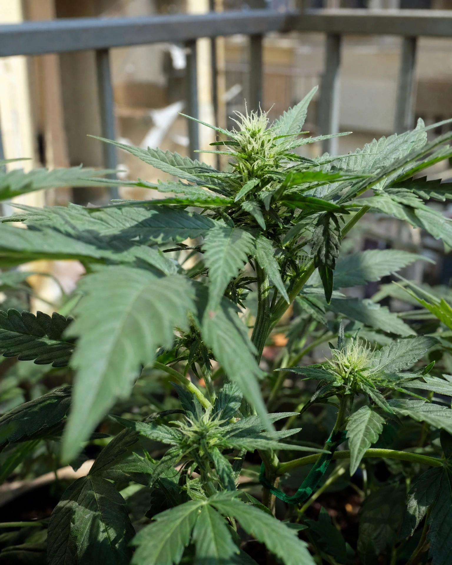White Widow Regular in der frühen Blütephase