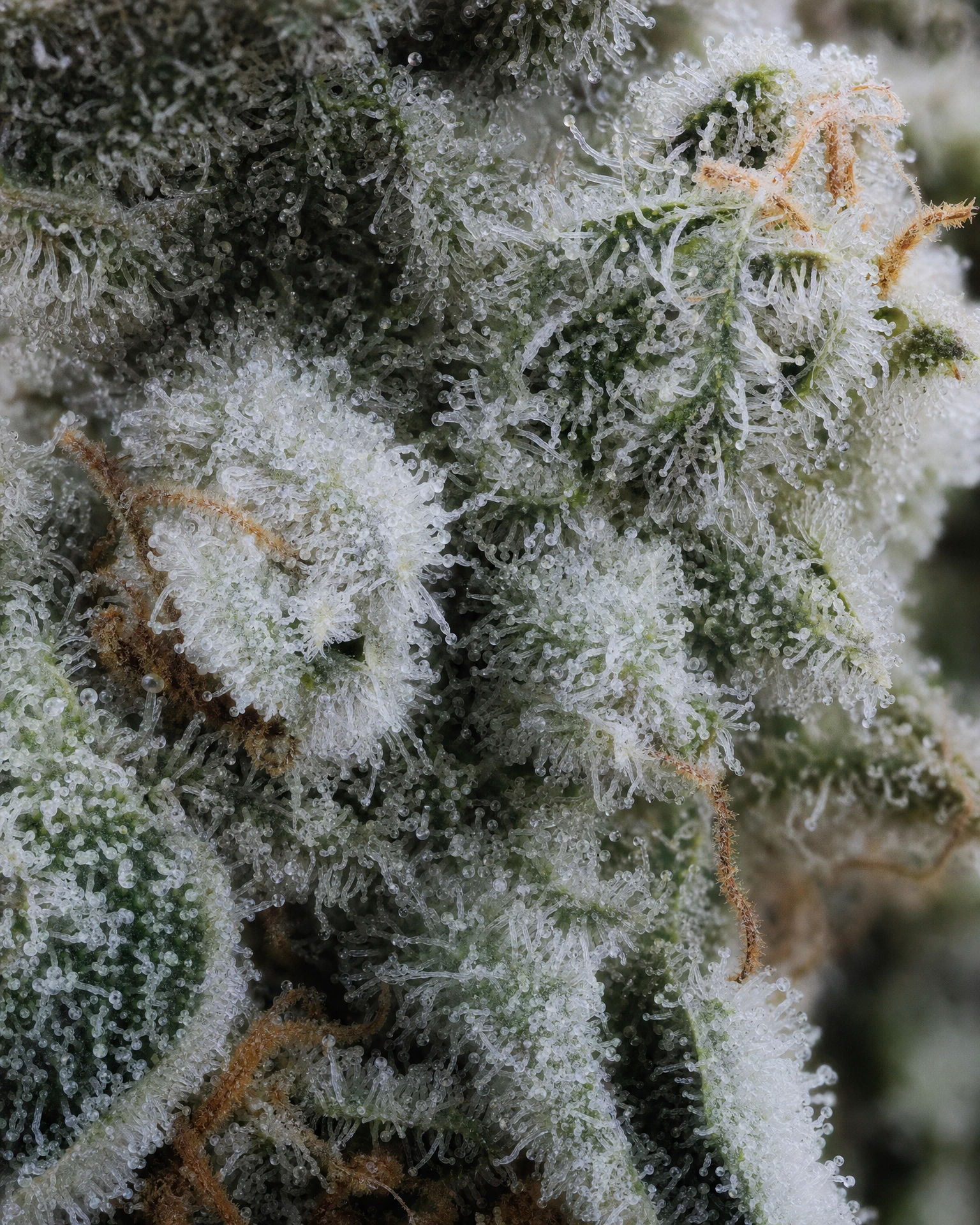 Trichome der Cannabissorte White Widow Regular in Nahaufnahme
