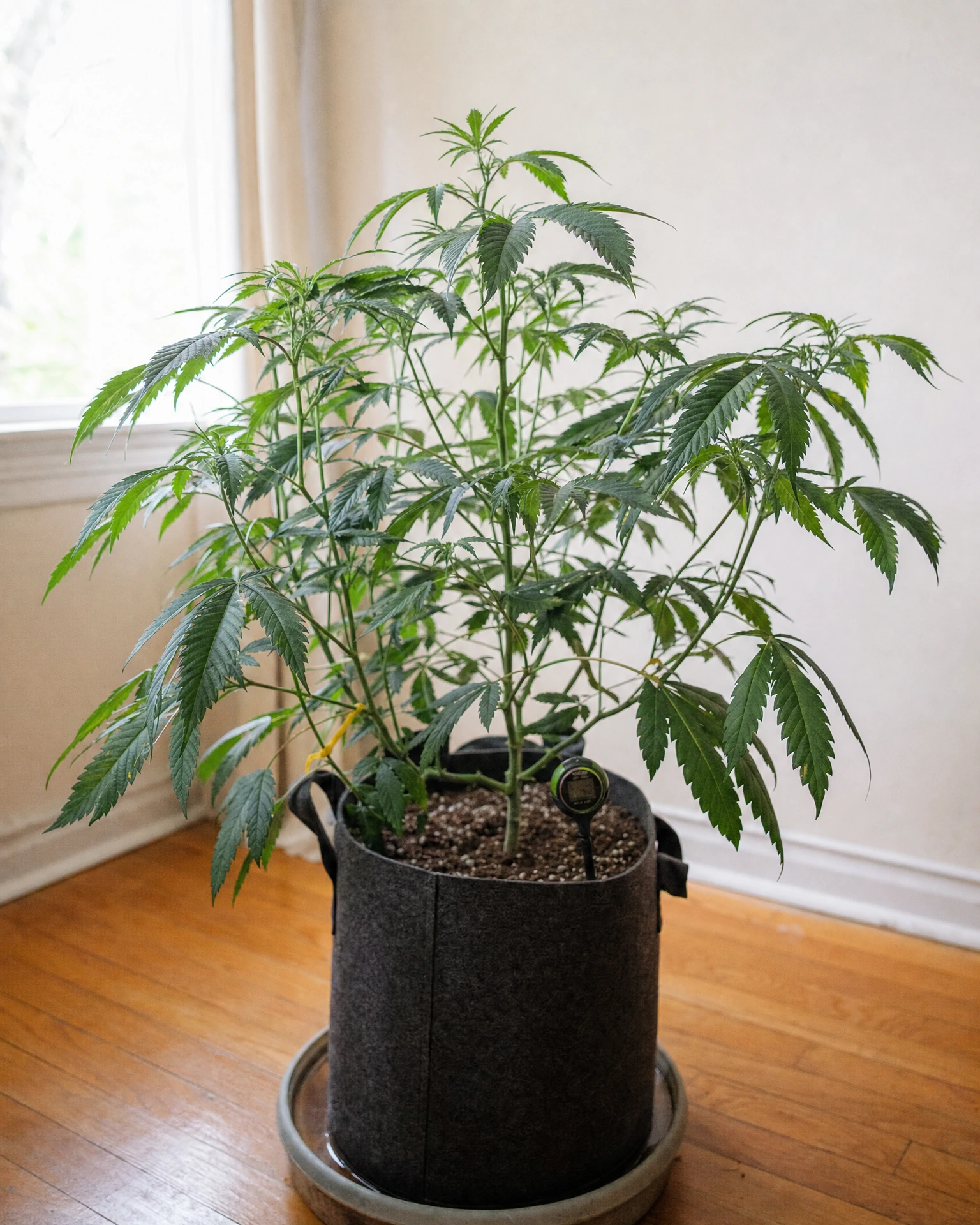 OG Kush Regular in der vegetativen Wachstumsphase