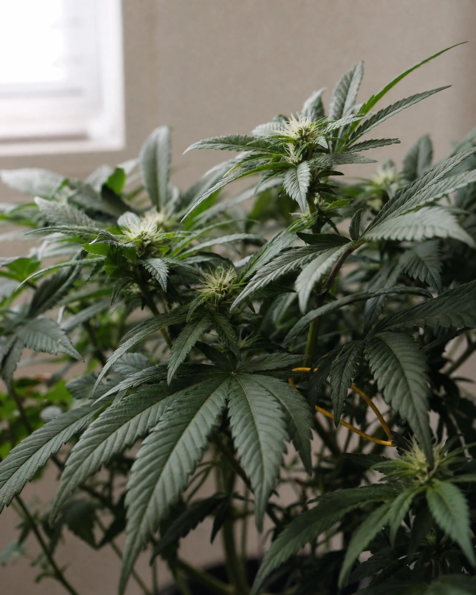 OG Kush Regular in der frühen Blütephase