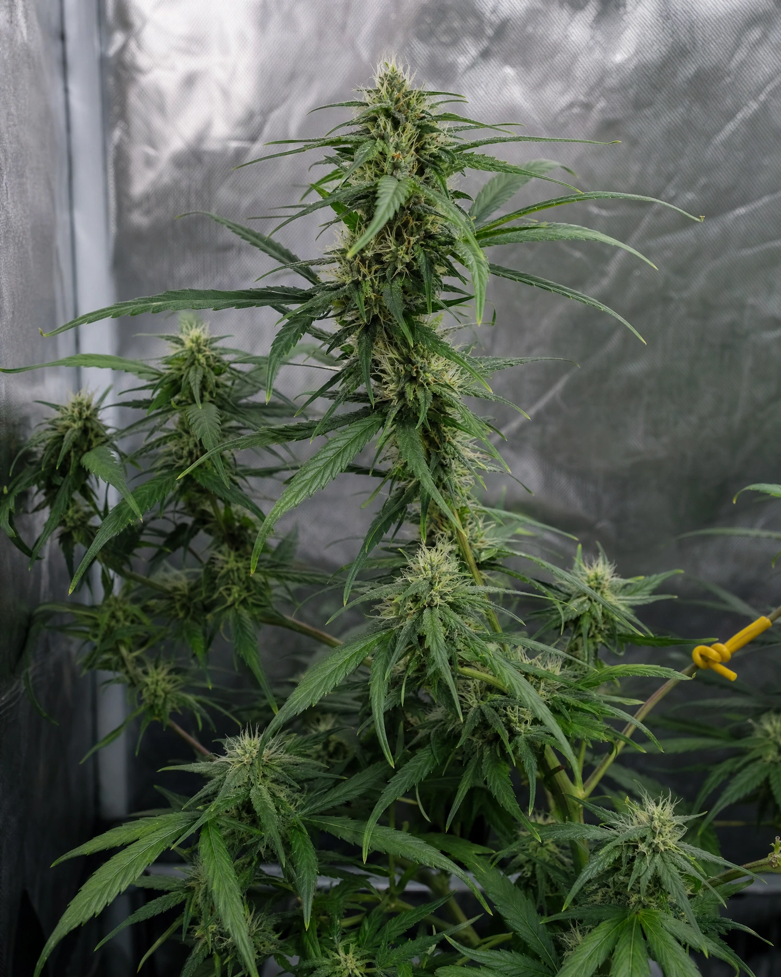 Sour Diesel Regular in der mittleren Blütephase
