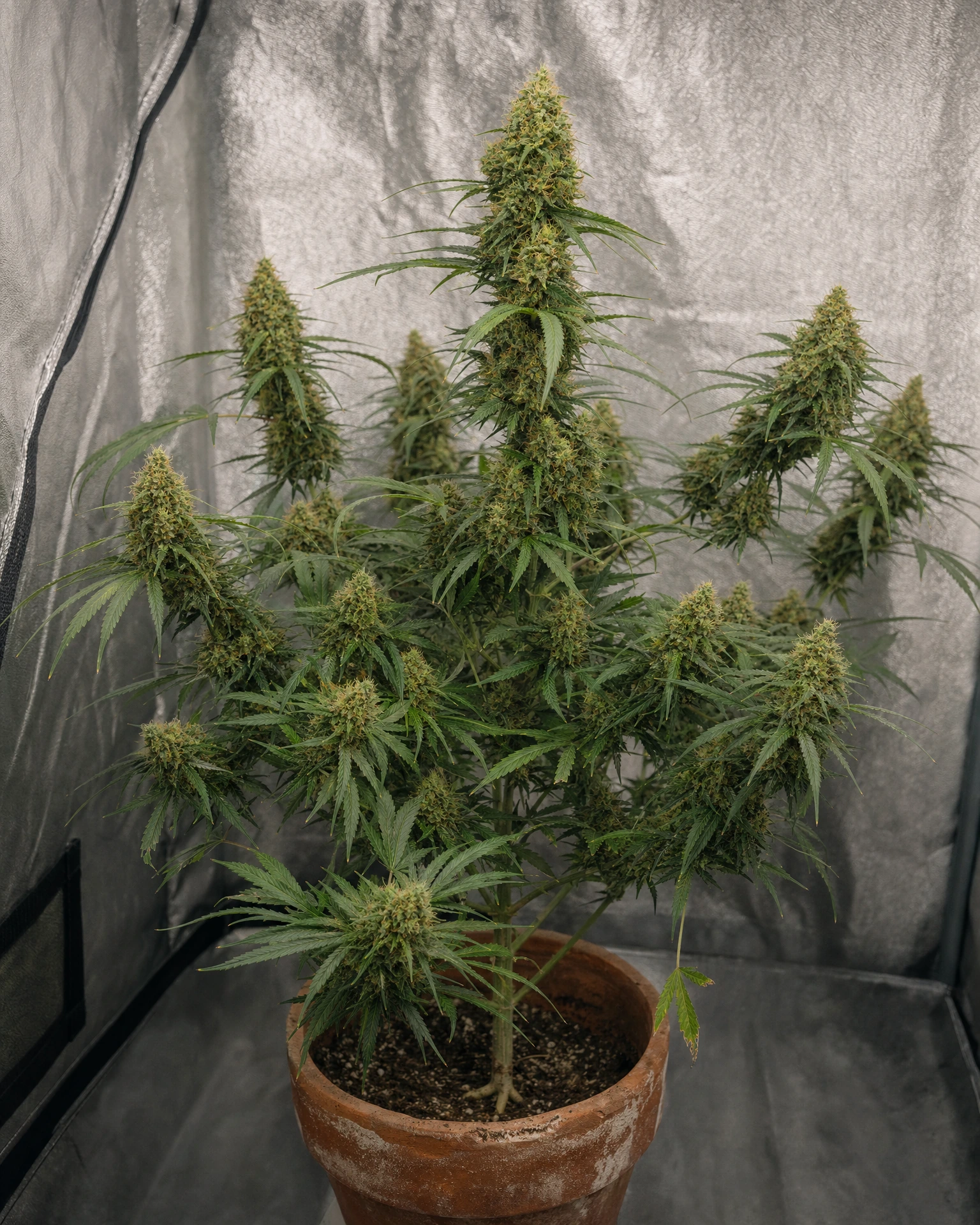 Ausgewachsene Cannabispflanze der Sorte Sour Diesel Regular