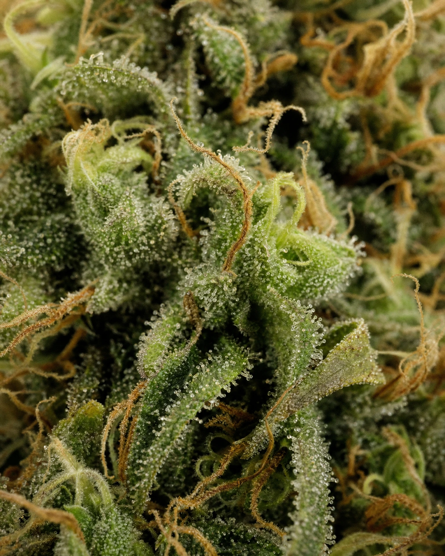 Trichome der Cannabissorte Sour Diesel Regular in Nahaufnahme