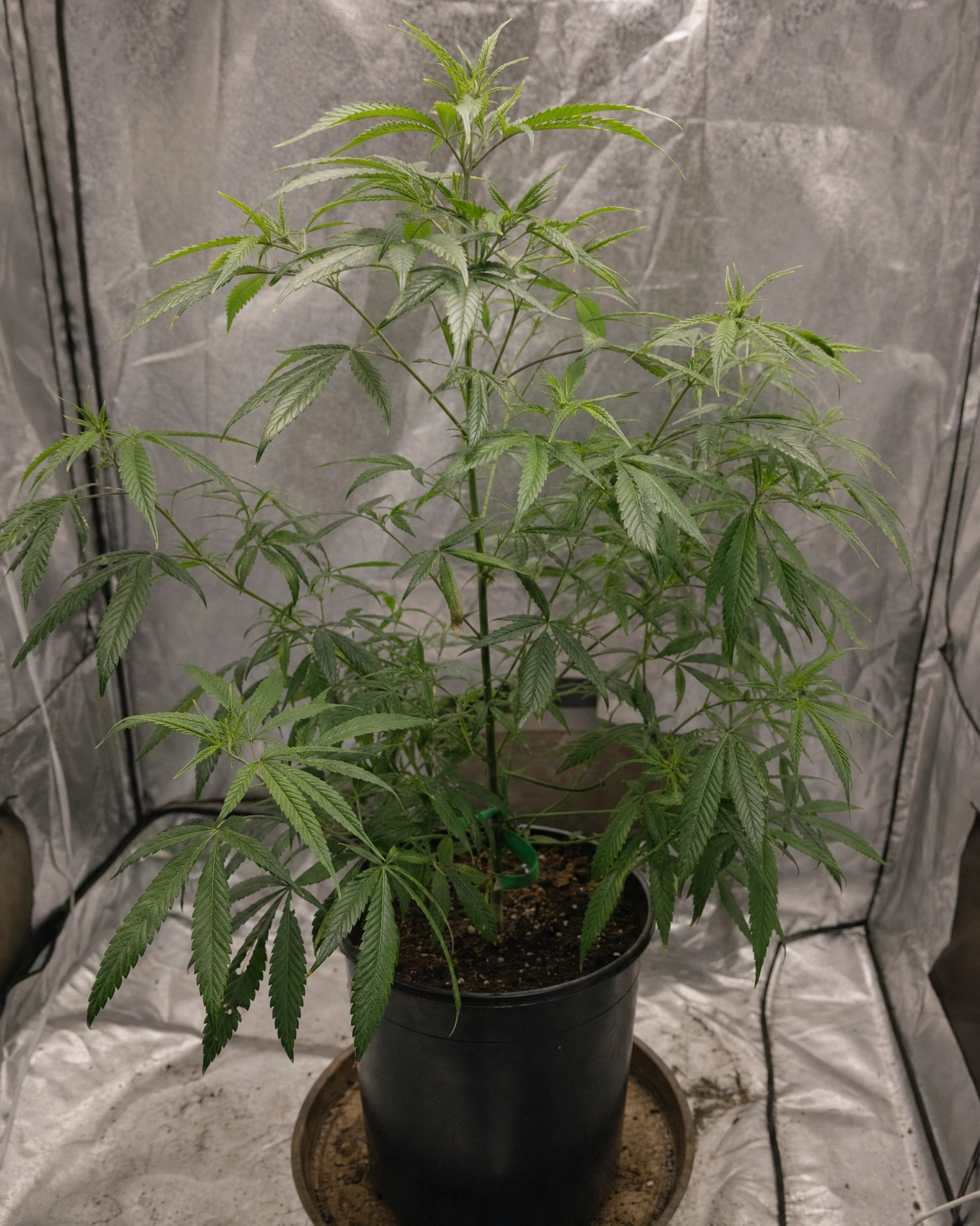 Jack Herer Regular in der vegetativen Wachstumsphase