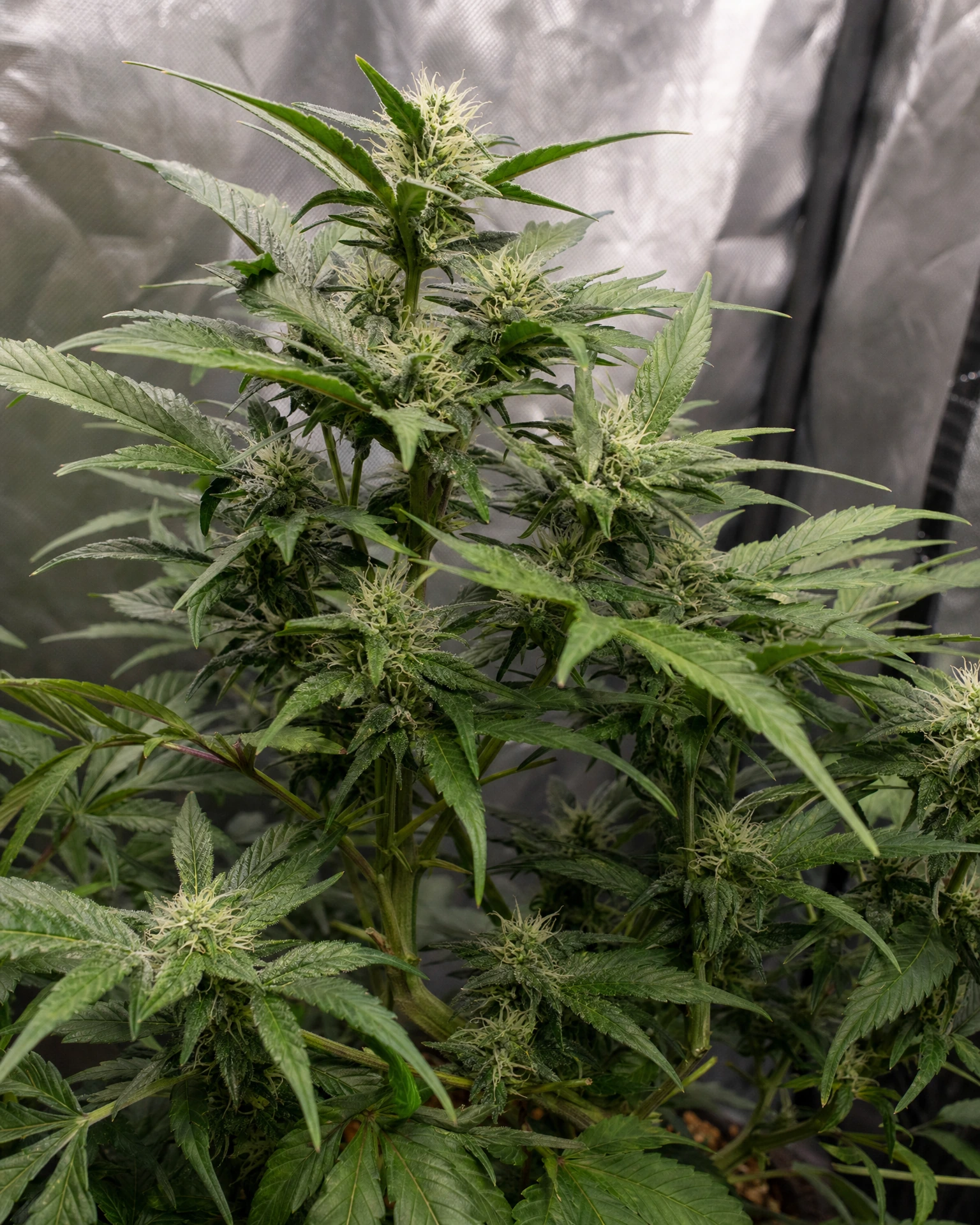 Jack Herer Regular in der mittleren Blütephase