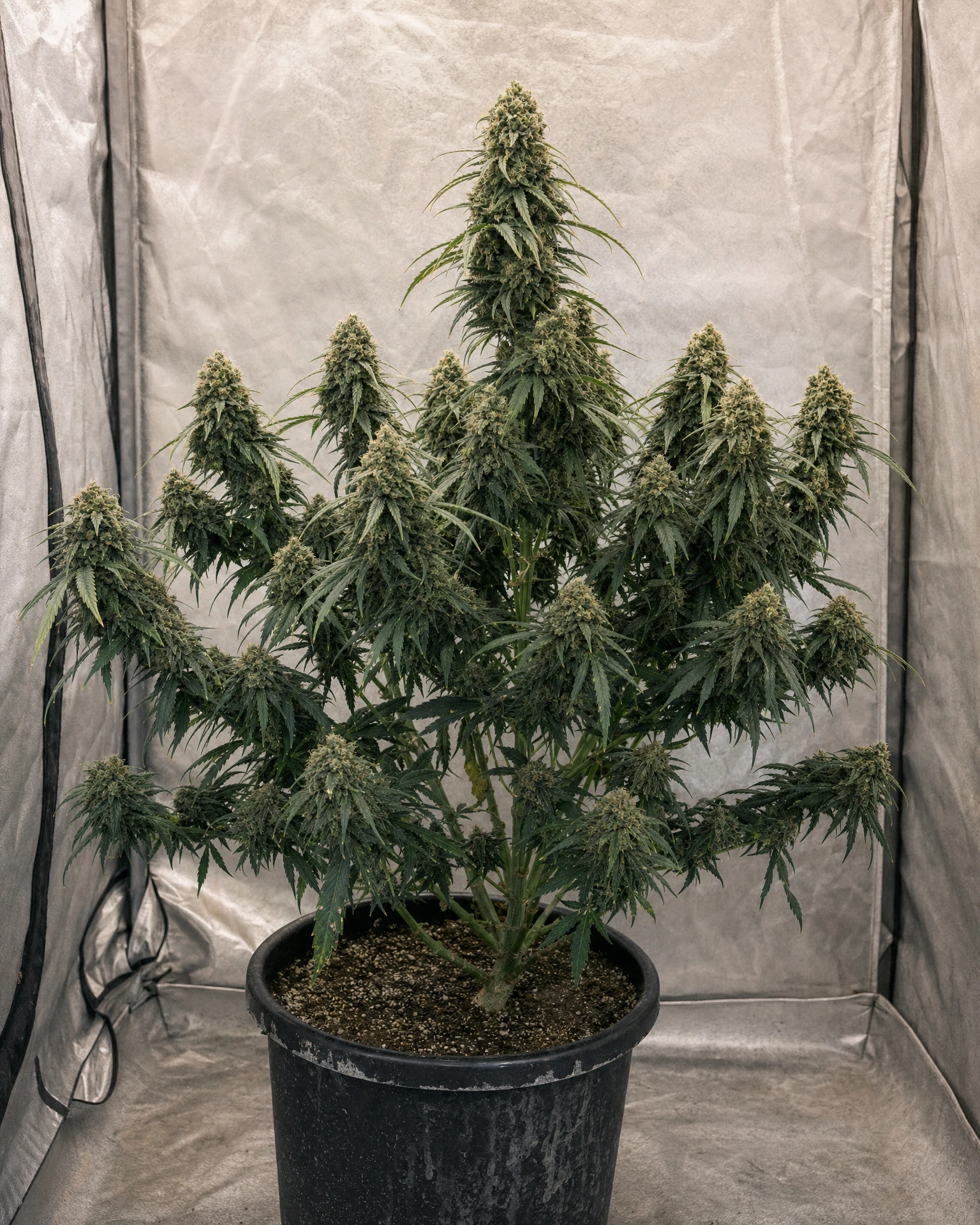 Ausgewachsene Cannabispflanze der Sorte Jack Herer Regular