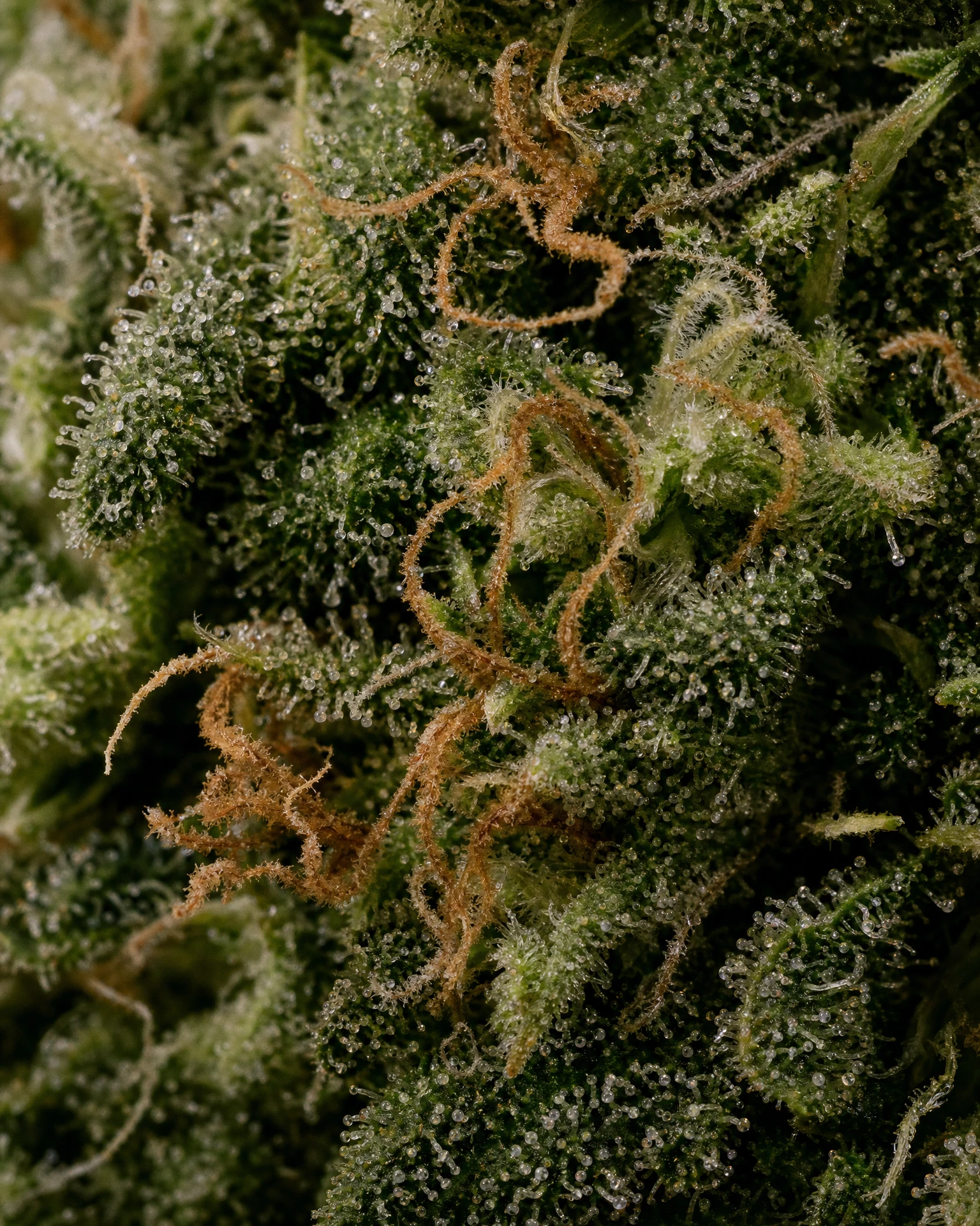 Trichome der Cannabissorte Jack Herer Regular in Nahaufnahme