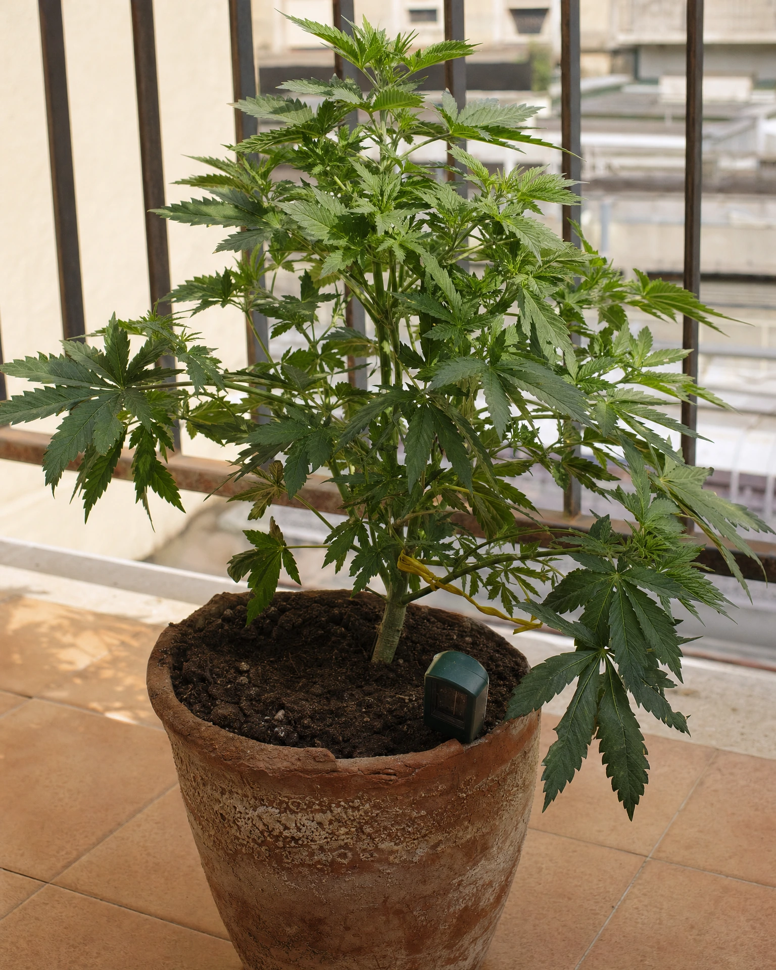 Hindu Kush Regular in der vegetativen Wachstumsphase