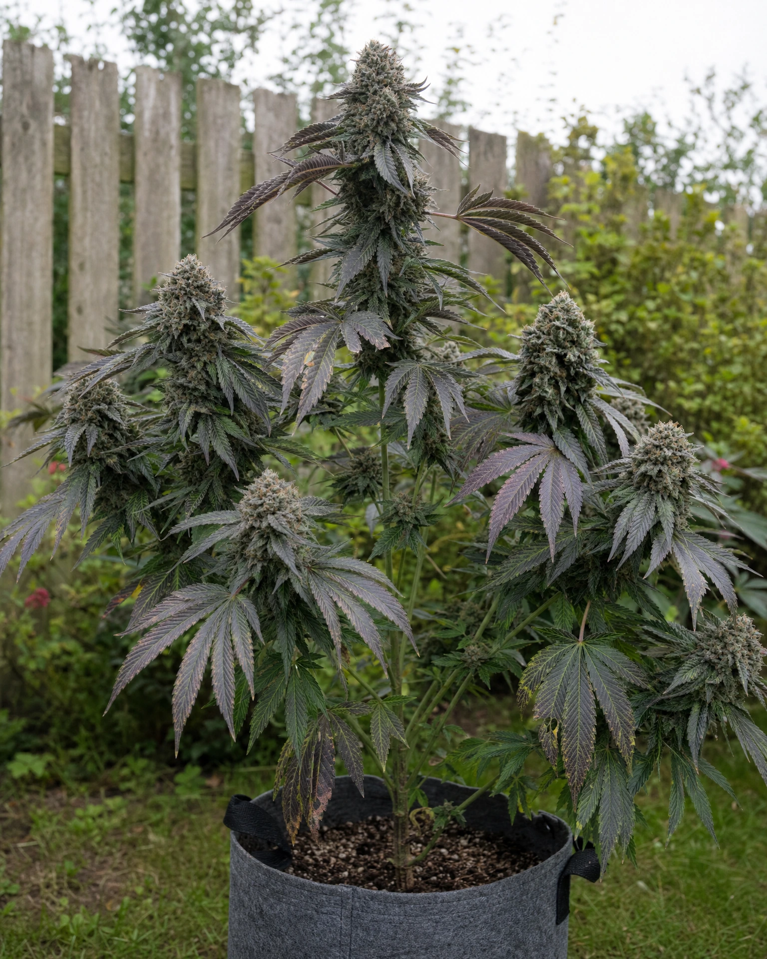 Ausgewachsene Cannabispflanze der Sorte Blueberry Regular