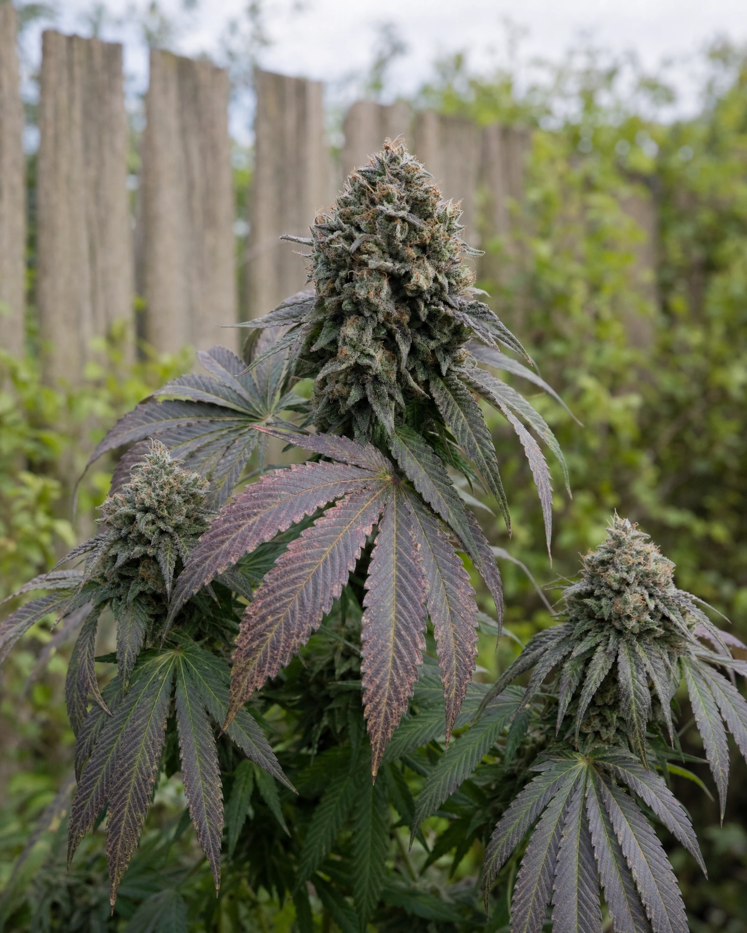 Ausgereifte Cannabispflanze der Sorte Blueberry Regular aus einem zweiten Blickwinkel