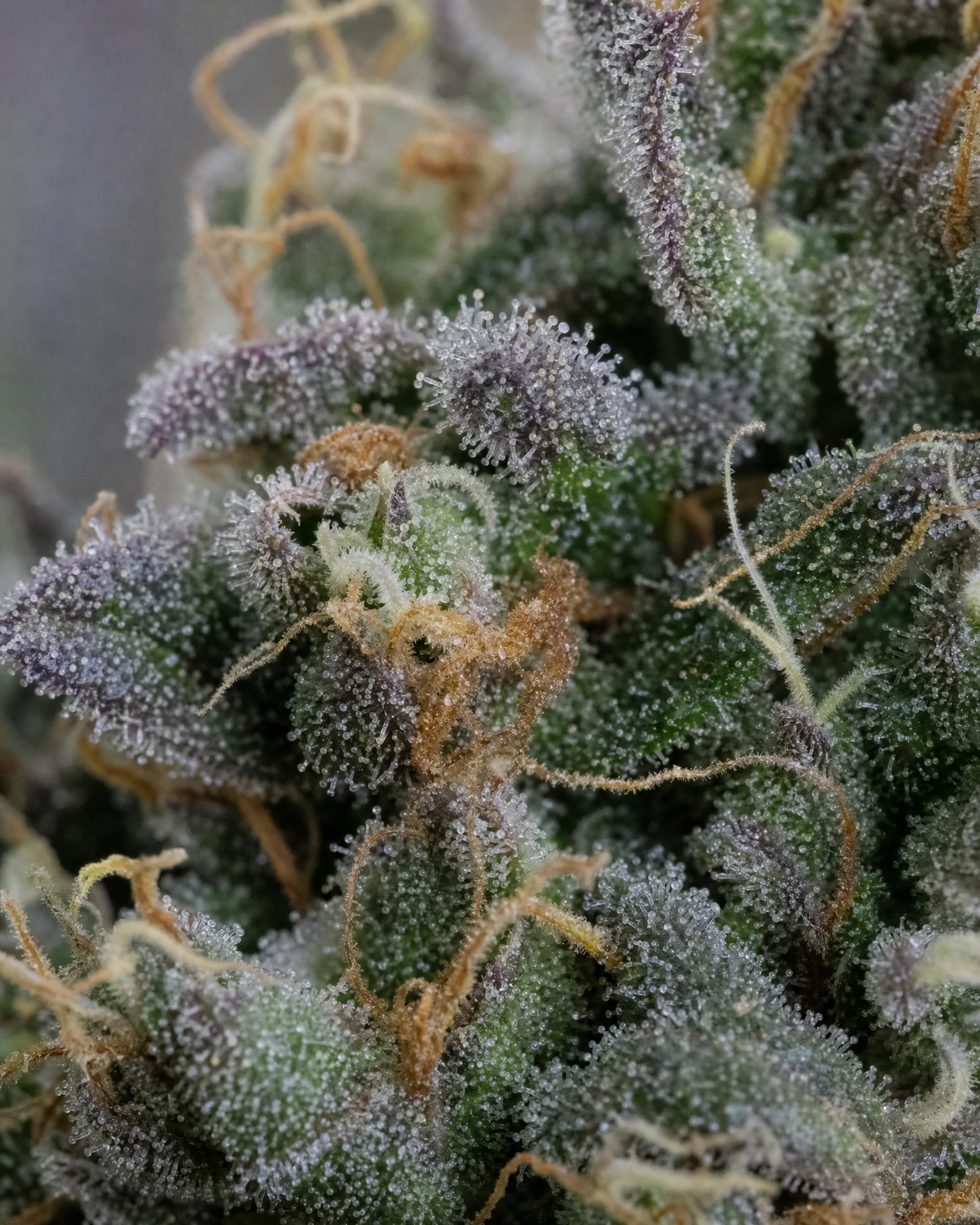 Trichome der Cannabissorte Blueberry Regular in Nahaufnahme