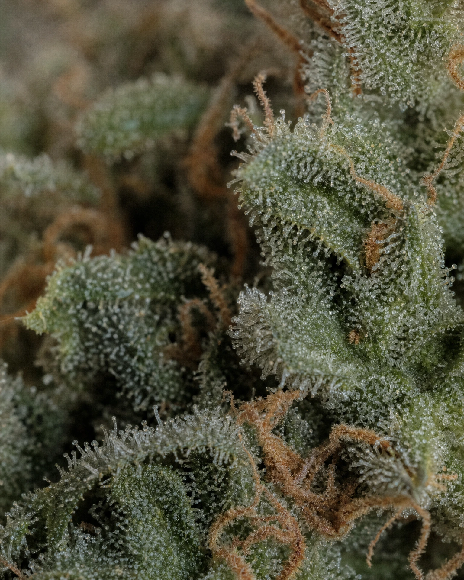 Trichome der Cannabissorte Chemdog #4 Regular in Nahaufnahme