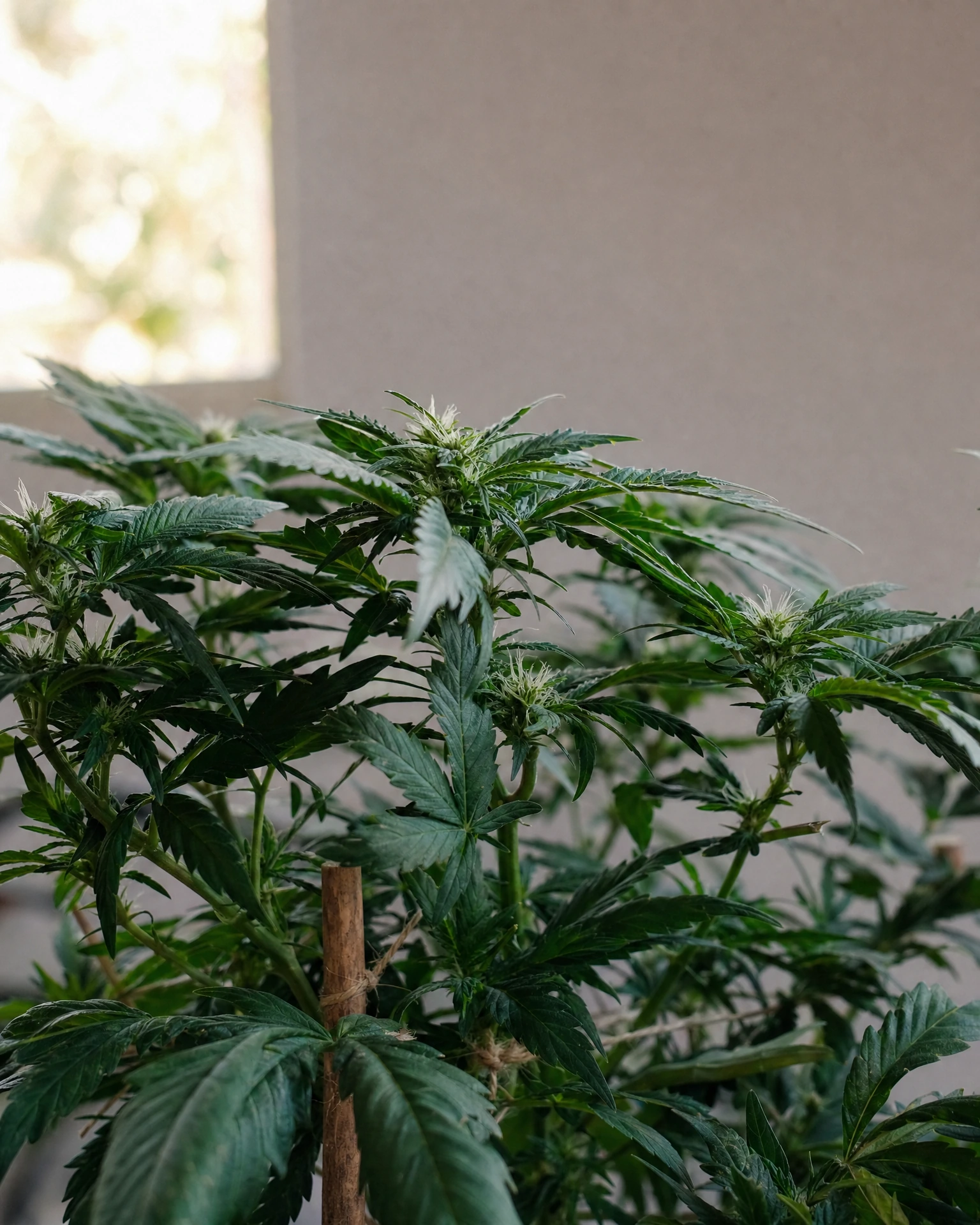 Berlin Kush in der frühen Blütephase