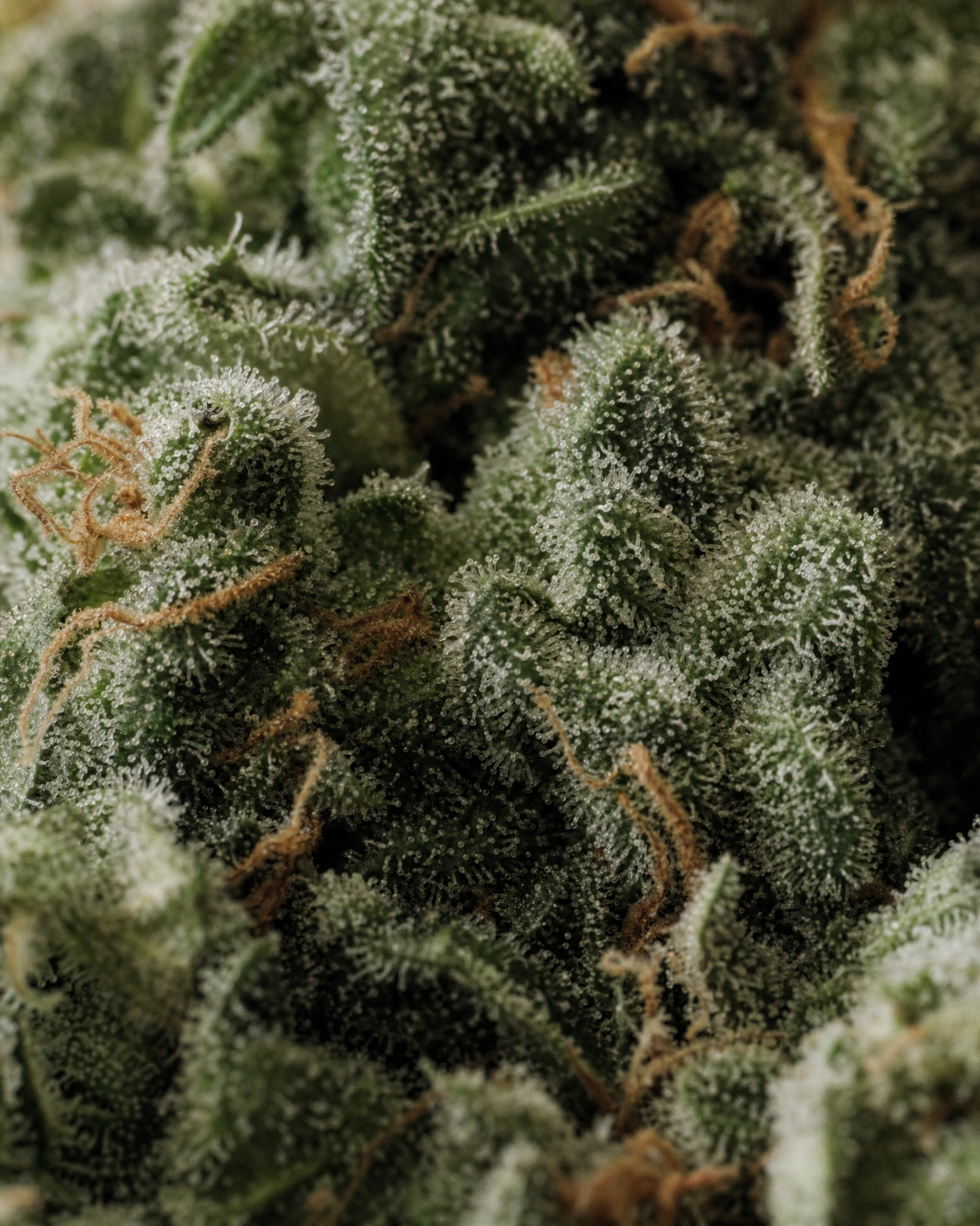 Trichome der Cannabissorte Berlin Kush in Nahaufnahme