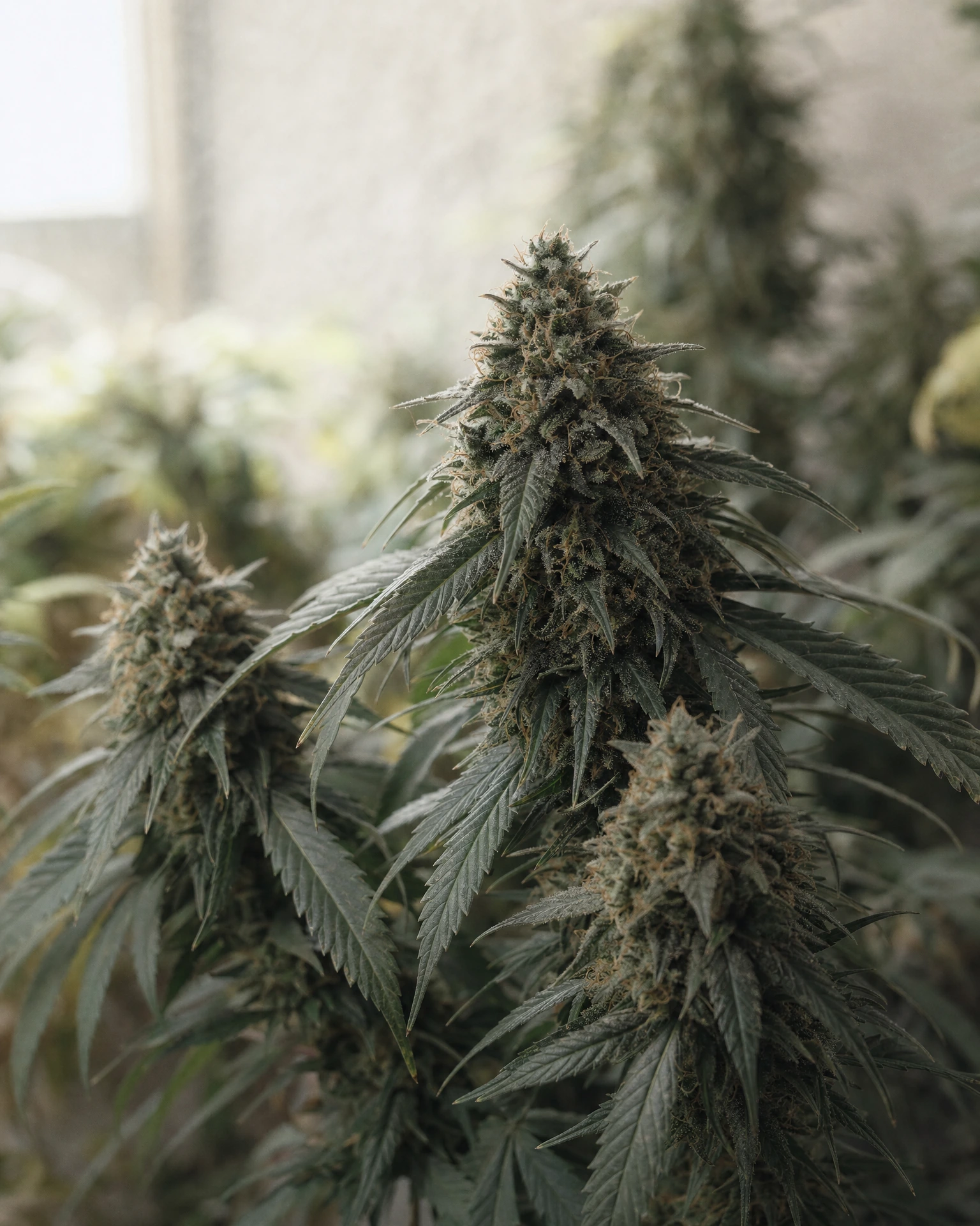 Ausgereifte Cannabispflanze der Sorte Black Forest aus einem zweiten Blickwinkel