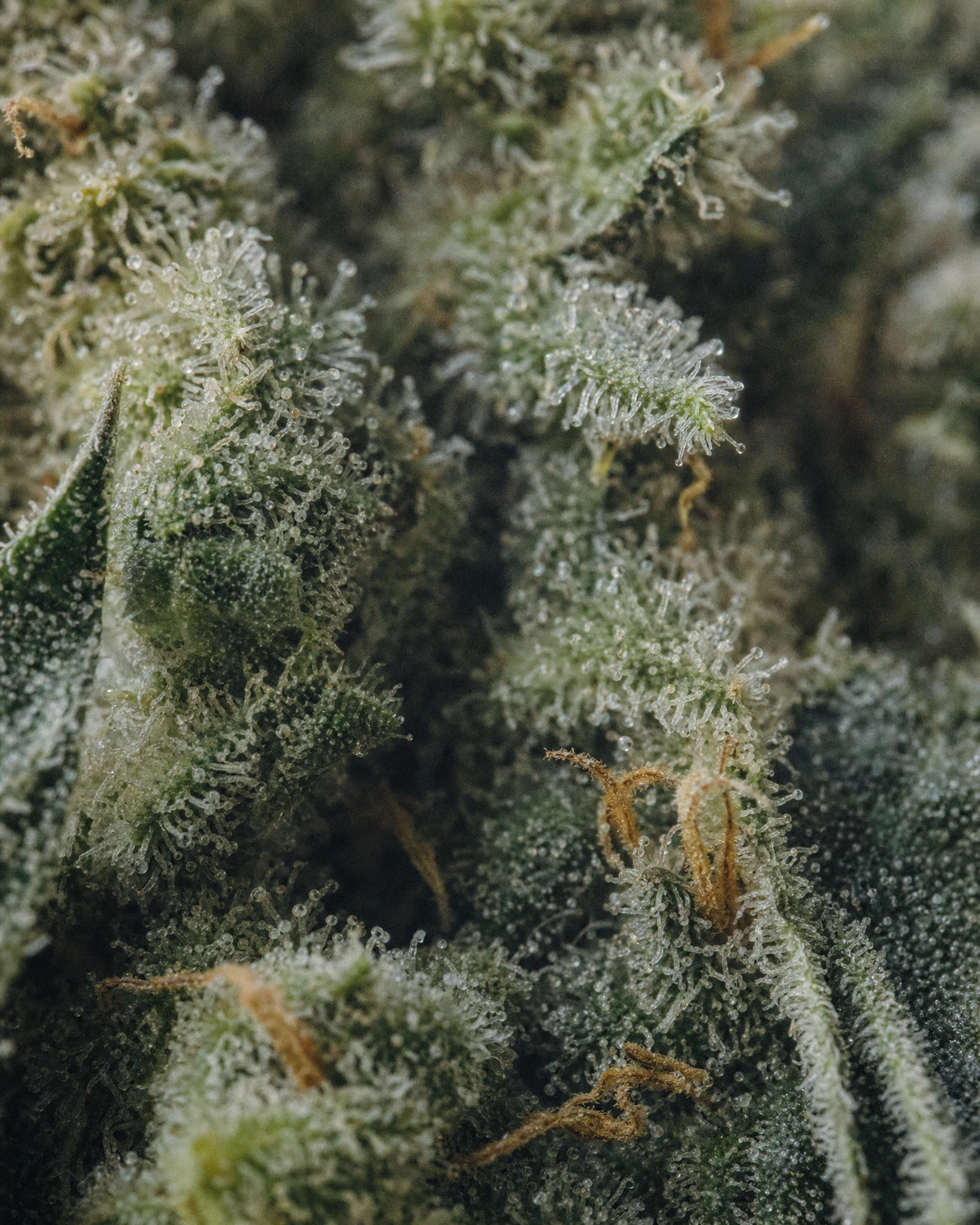 Trichome der Cannabissorte Alpine Frost in Nahaufnahme