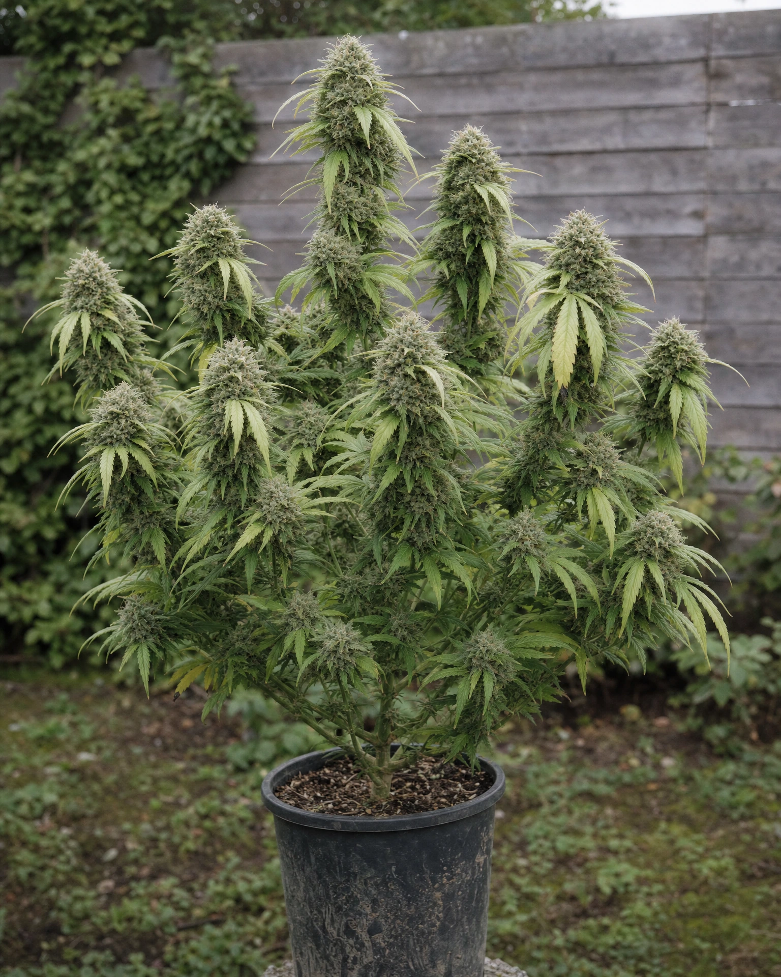 Ausgewachsene Cannabispflanze der Sorte Edelweiss