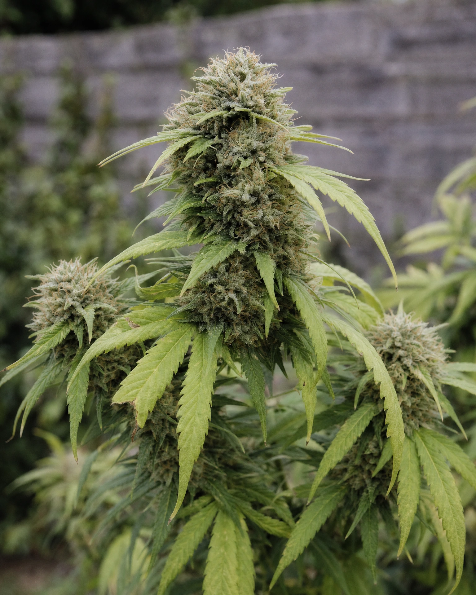 Ausgereifte Cannabispflanze der Sorte Edelweiss aus einem zweiten Blickwinkel
