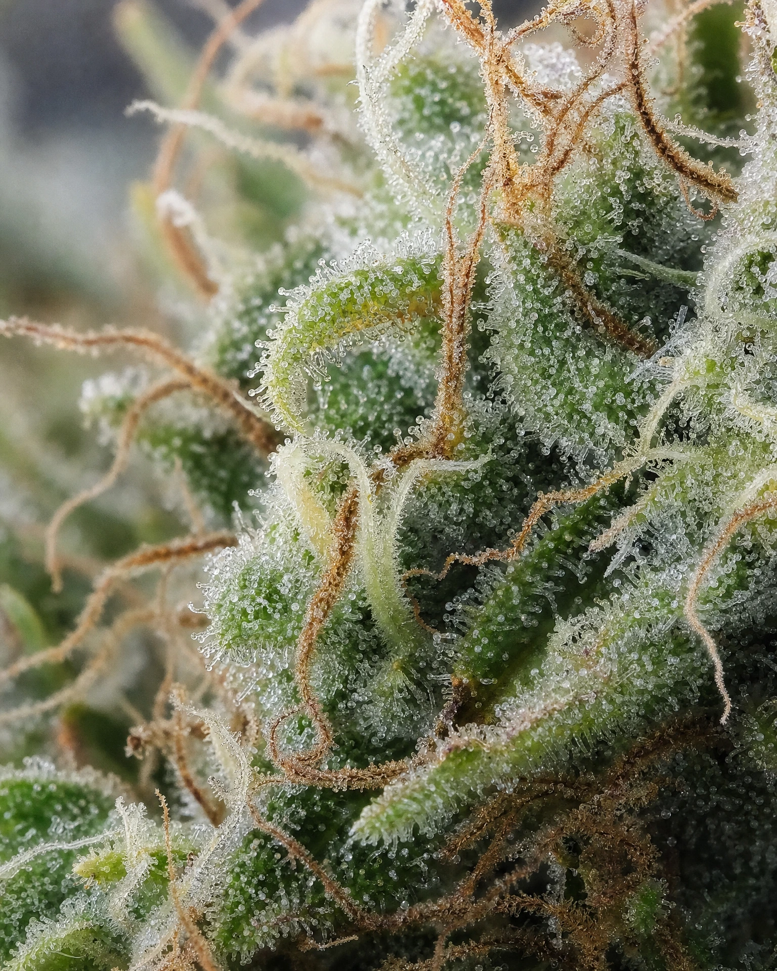 Trichome der Cannabissorte Edelweiss in Nahaufnahme