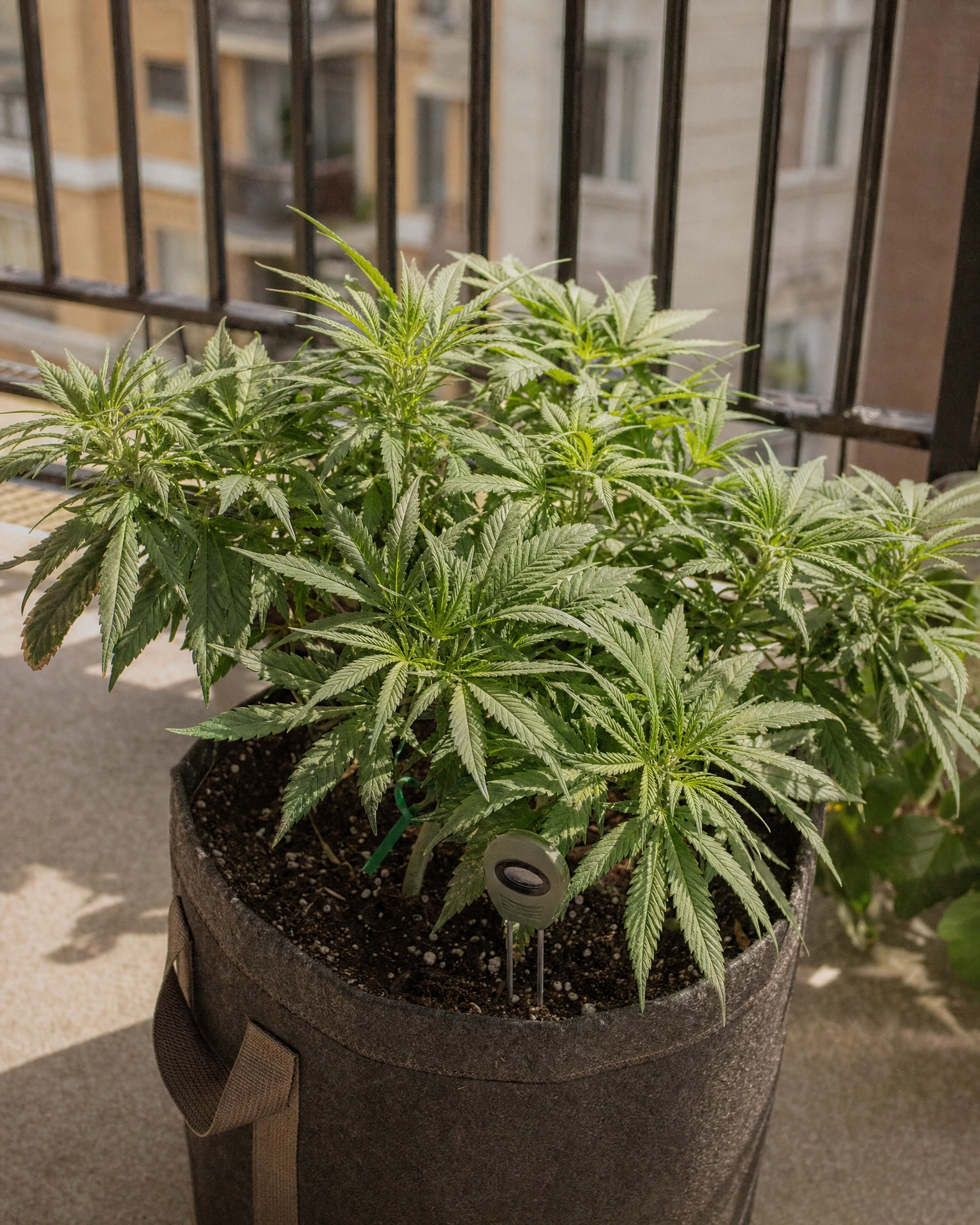 Zeppelin Autoflower in der vegetativen Wachstumsphase