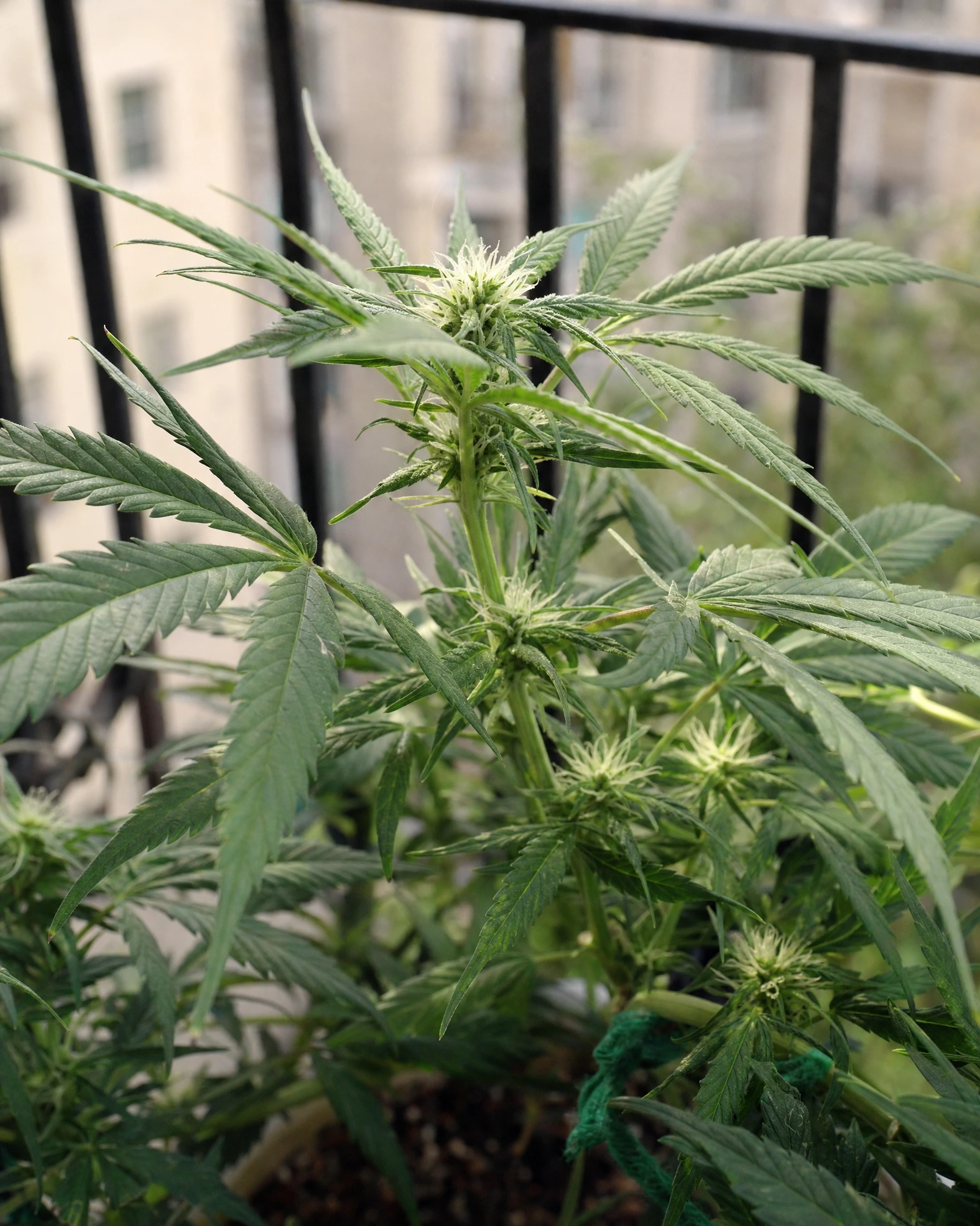 Zeppelin Autoflower in der frühen Blütephase