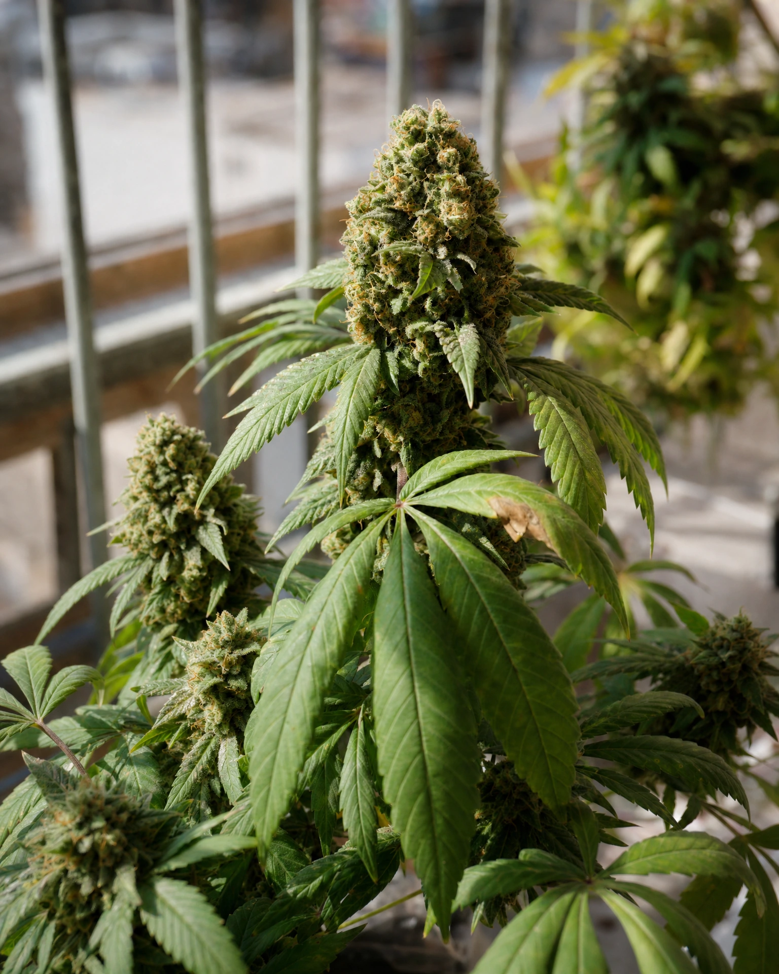 Ausgereifte Cannabispflanze der Sorte Zeppelin Autoflower aus einem zweiten Blickwinkel