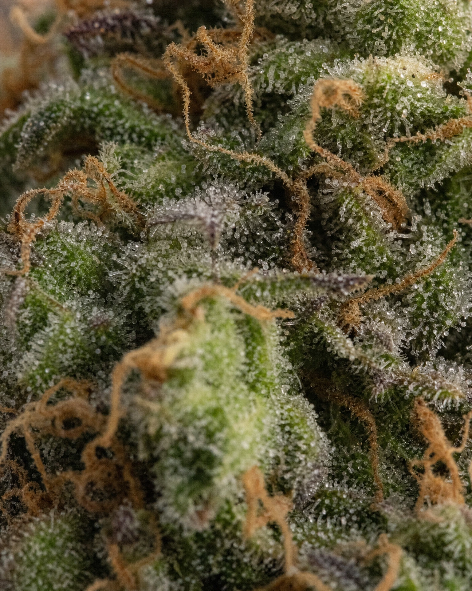 Trichome der Cannabissorte Zeppelin Autoflower in Nahaufnahme