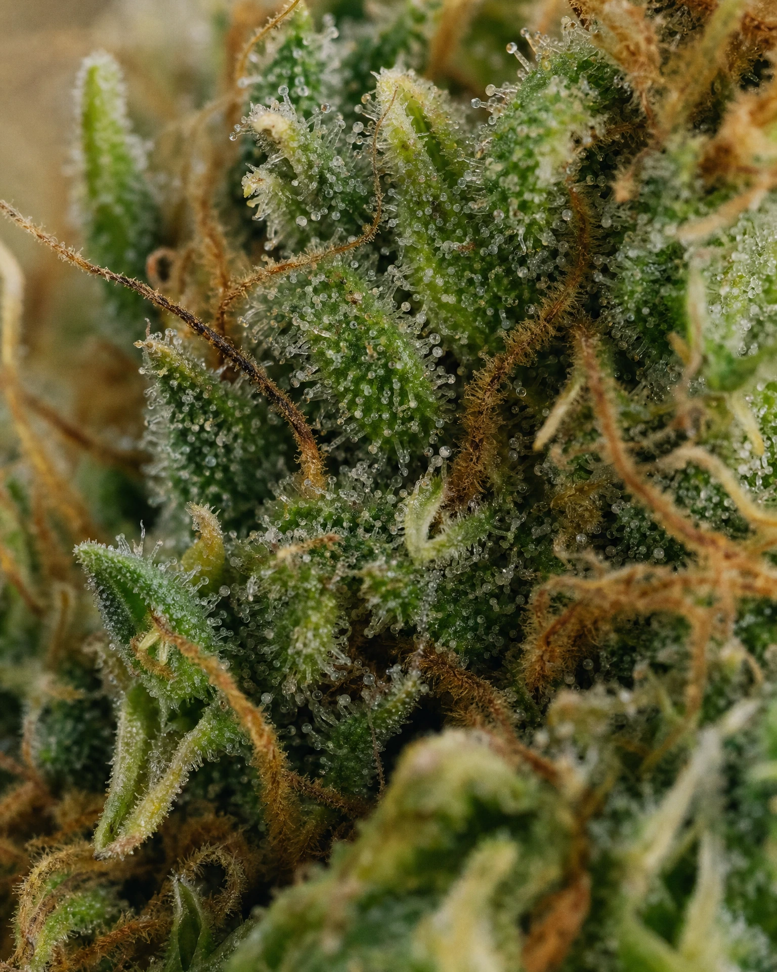 Trichome der Cannabissorte Rheingold in Nahaufnahme