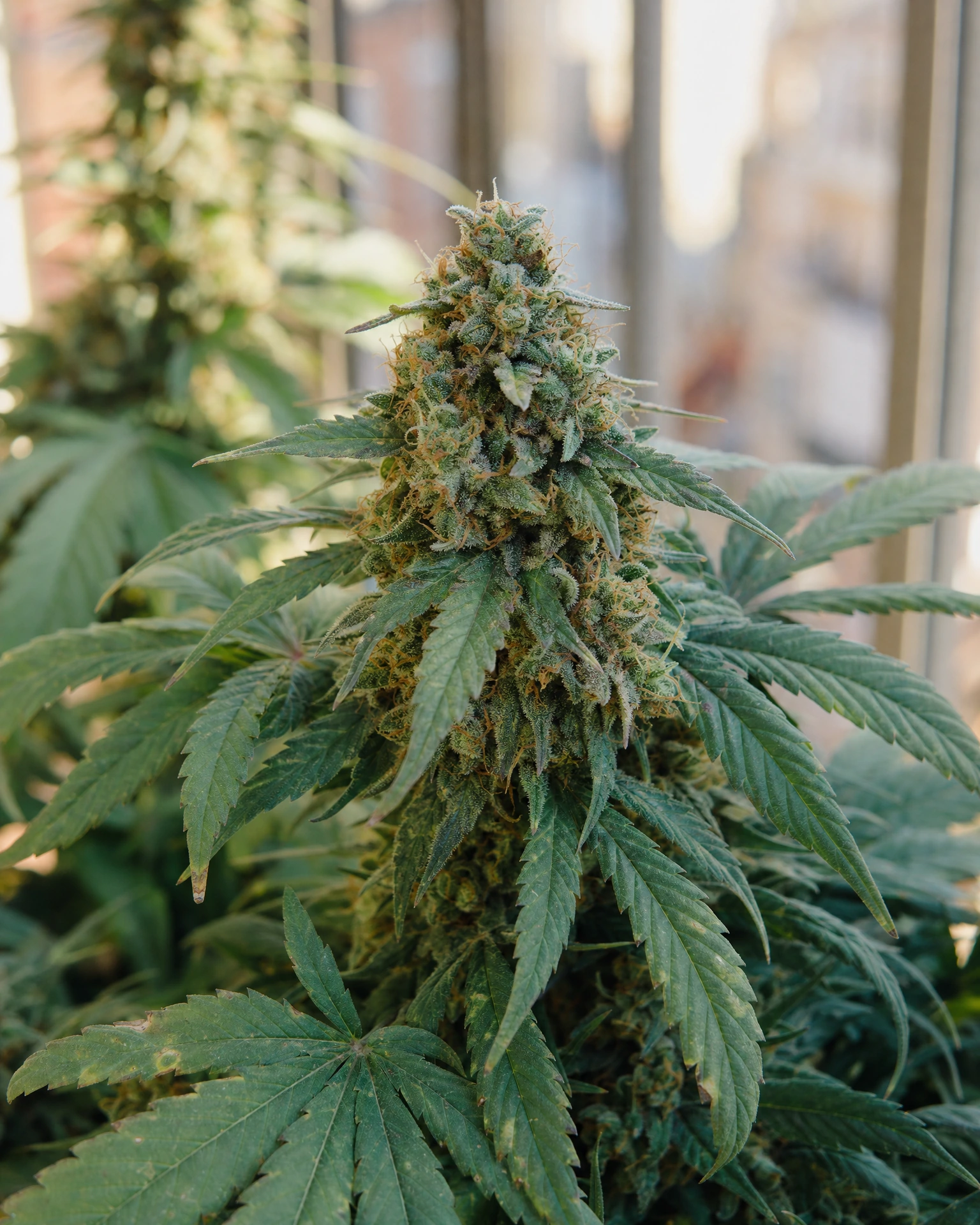 Blühende Cannabispflanze der Sorte Big Bud Autoflower