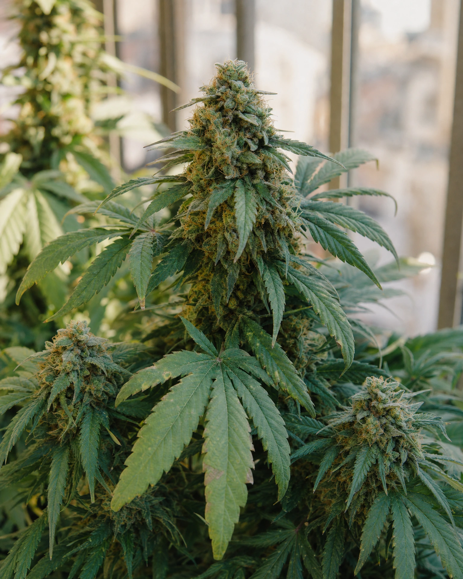Ausgereifte Cannabispflanze der Sorte Big Bud Autoflower aus einem zweiten Blickwinkel