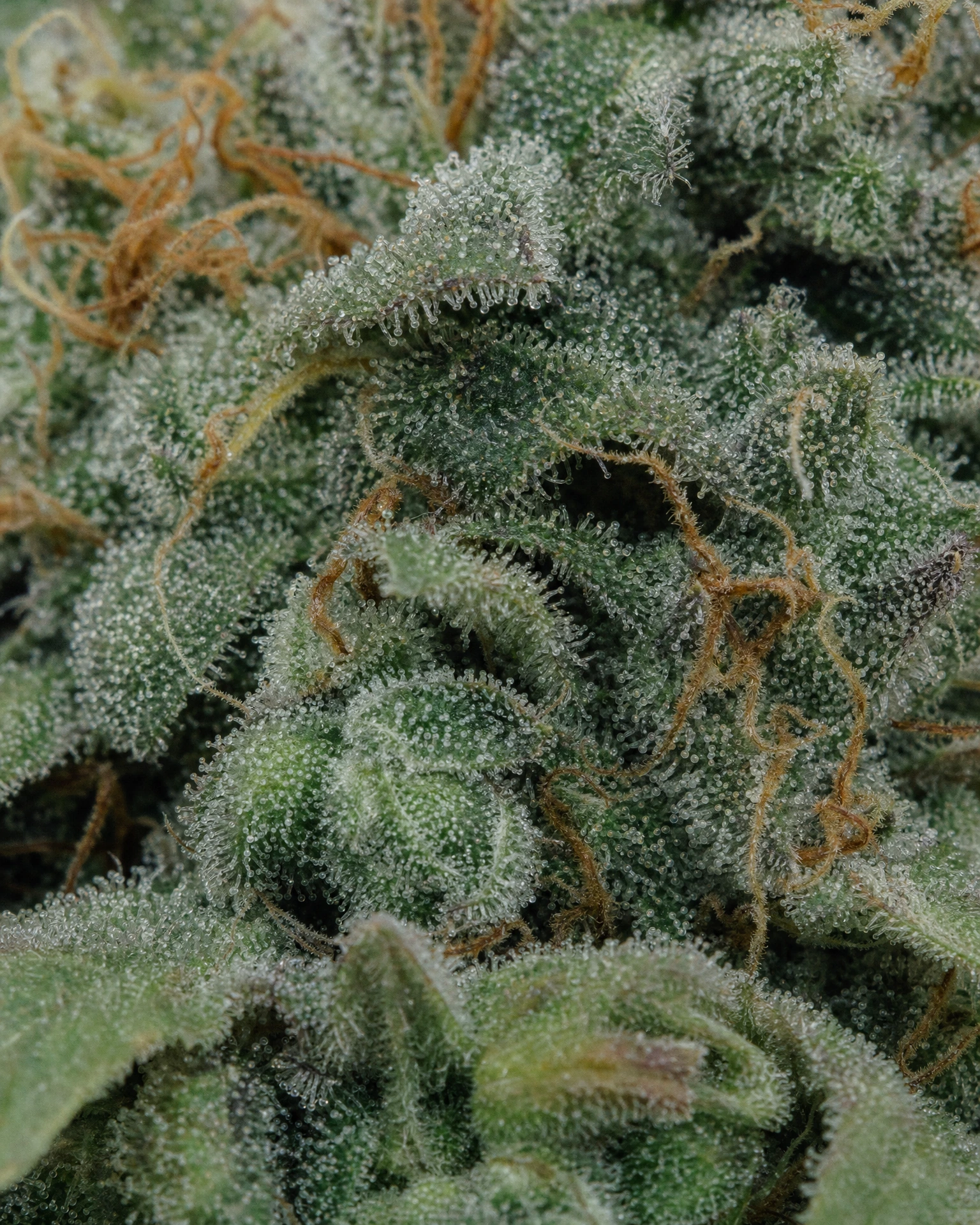Trichome der Cannabissorte Big Bud Autoflower in Nahaufnahme