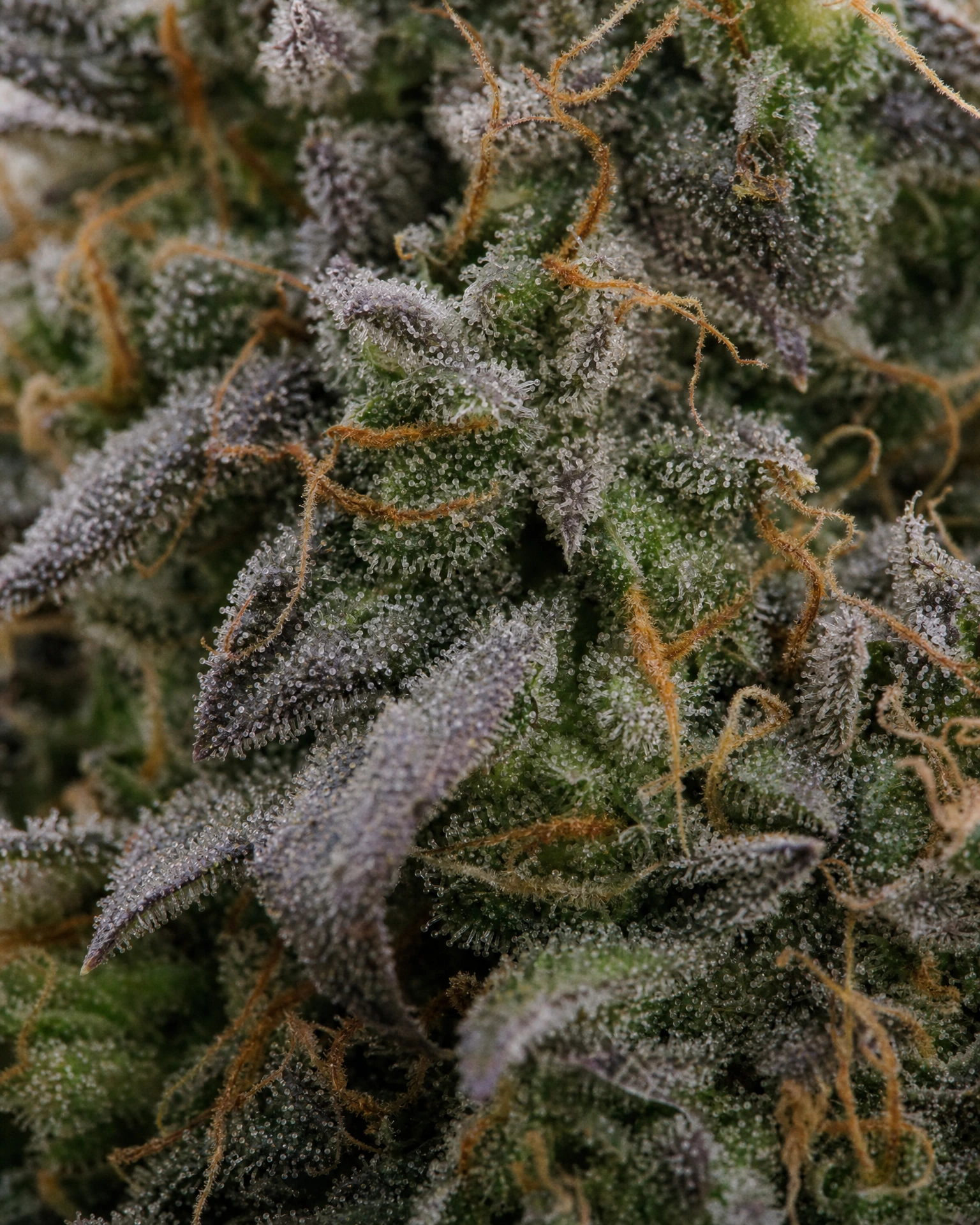 Trichome der Cannabissorte Blueberry in Nahaufnahme