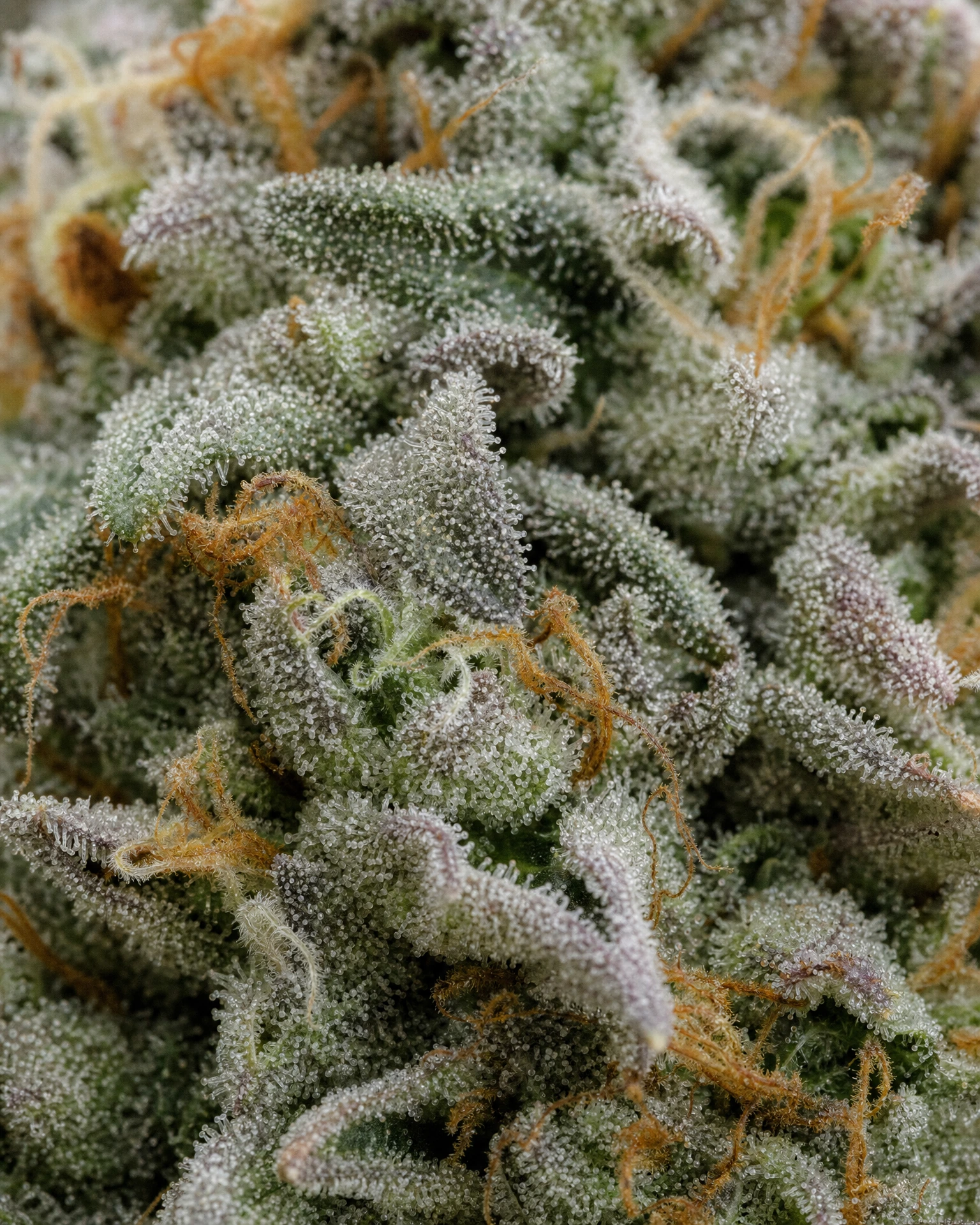Trichome der Cannabissorte Bubblegum Sherbet in Nahaufnahme