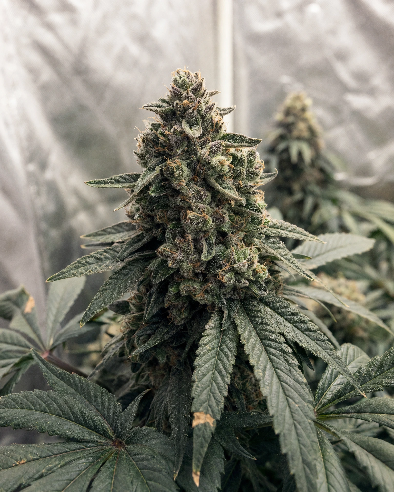 Blühende Cannabispflanze der Sorte Bubba Kush