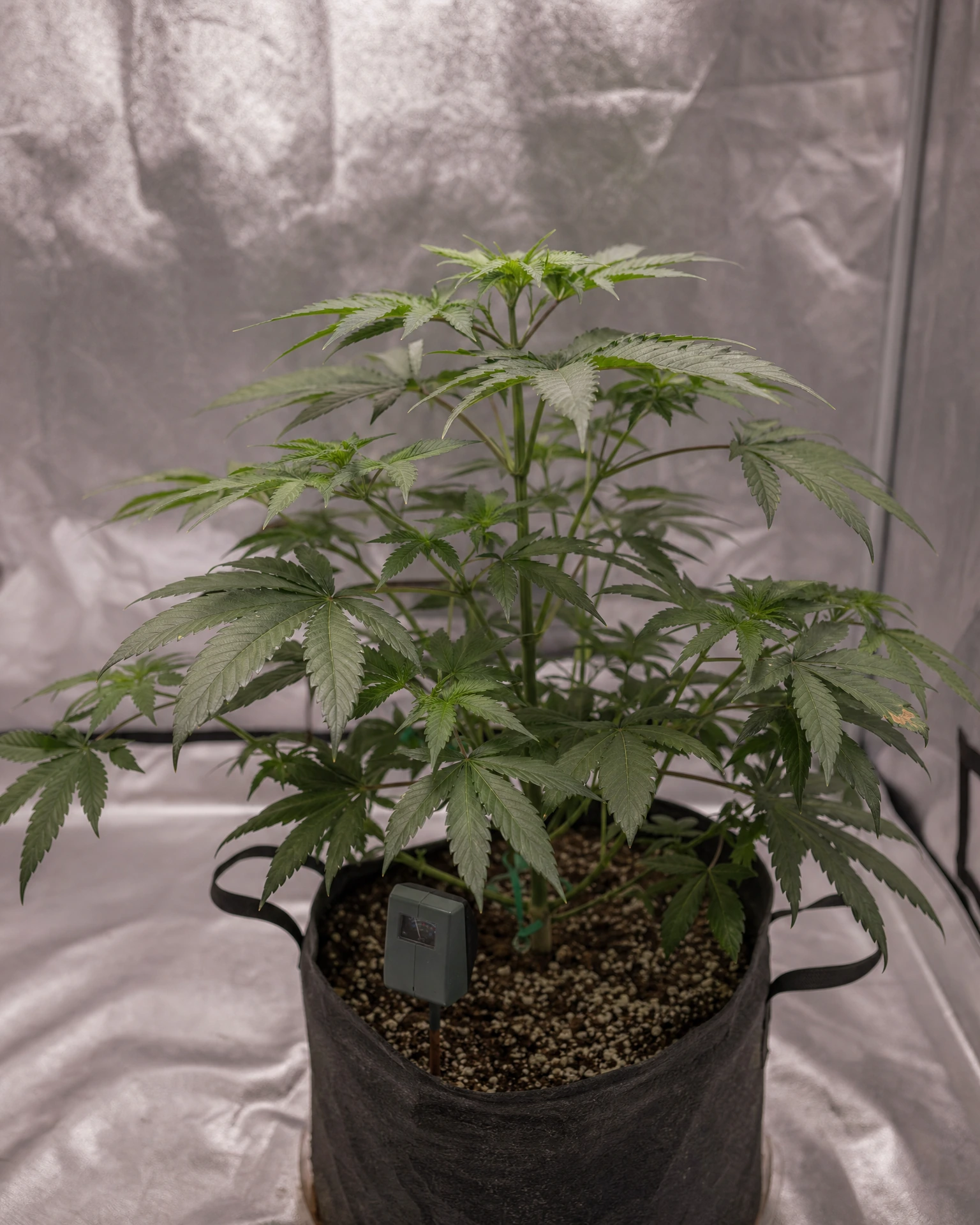 Bubba Kush in der vegetativen Wachstumsphase