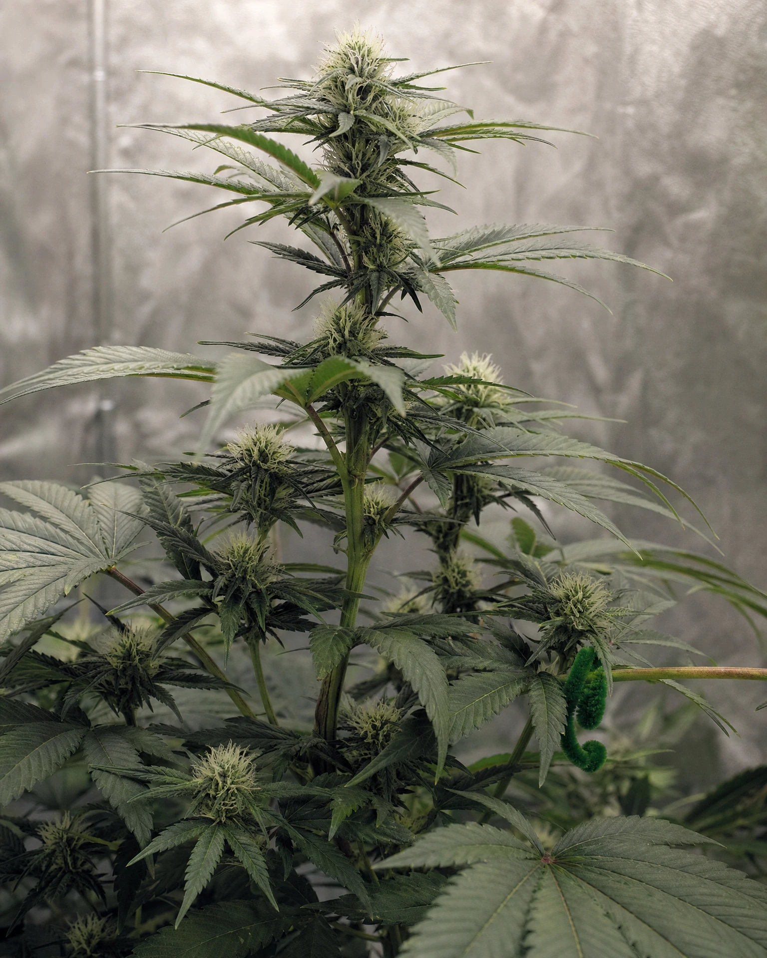 Bubba Kush in der mittleren Blütephase