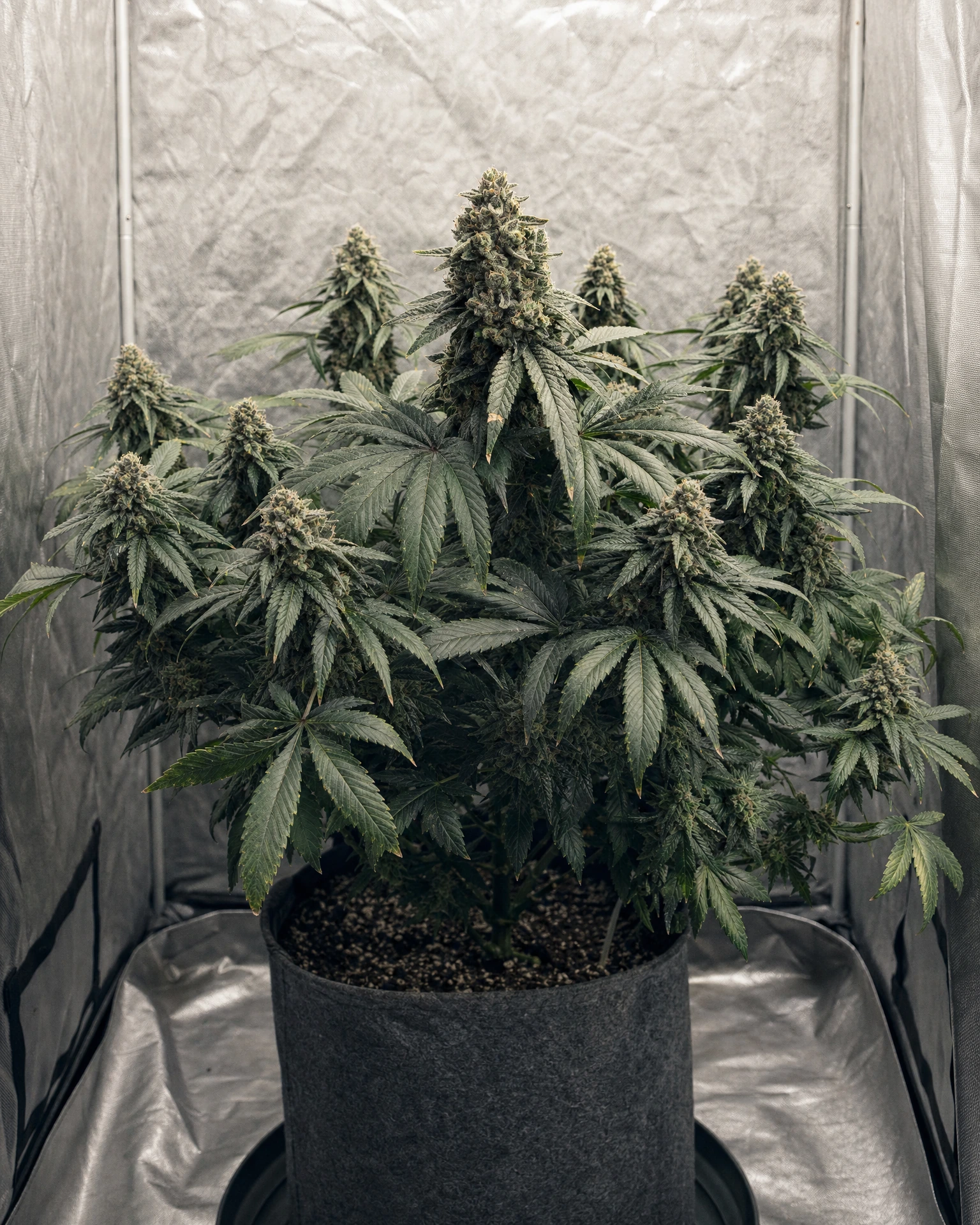 Ausgewachsene Cannabispflanze der Sorte Bubba Kush