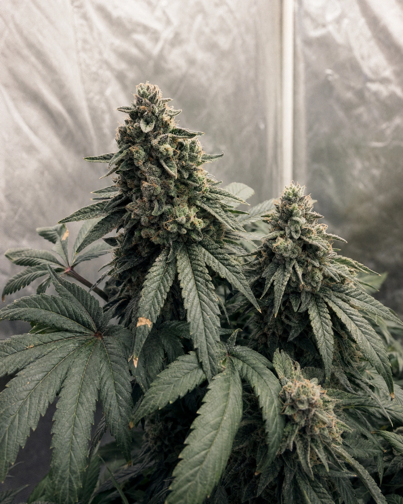 Ausgereifte Cannabispflanze der Sorte Bubba Kush aus einem zweiten Blickwinkel