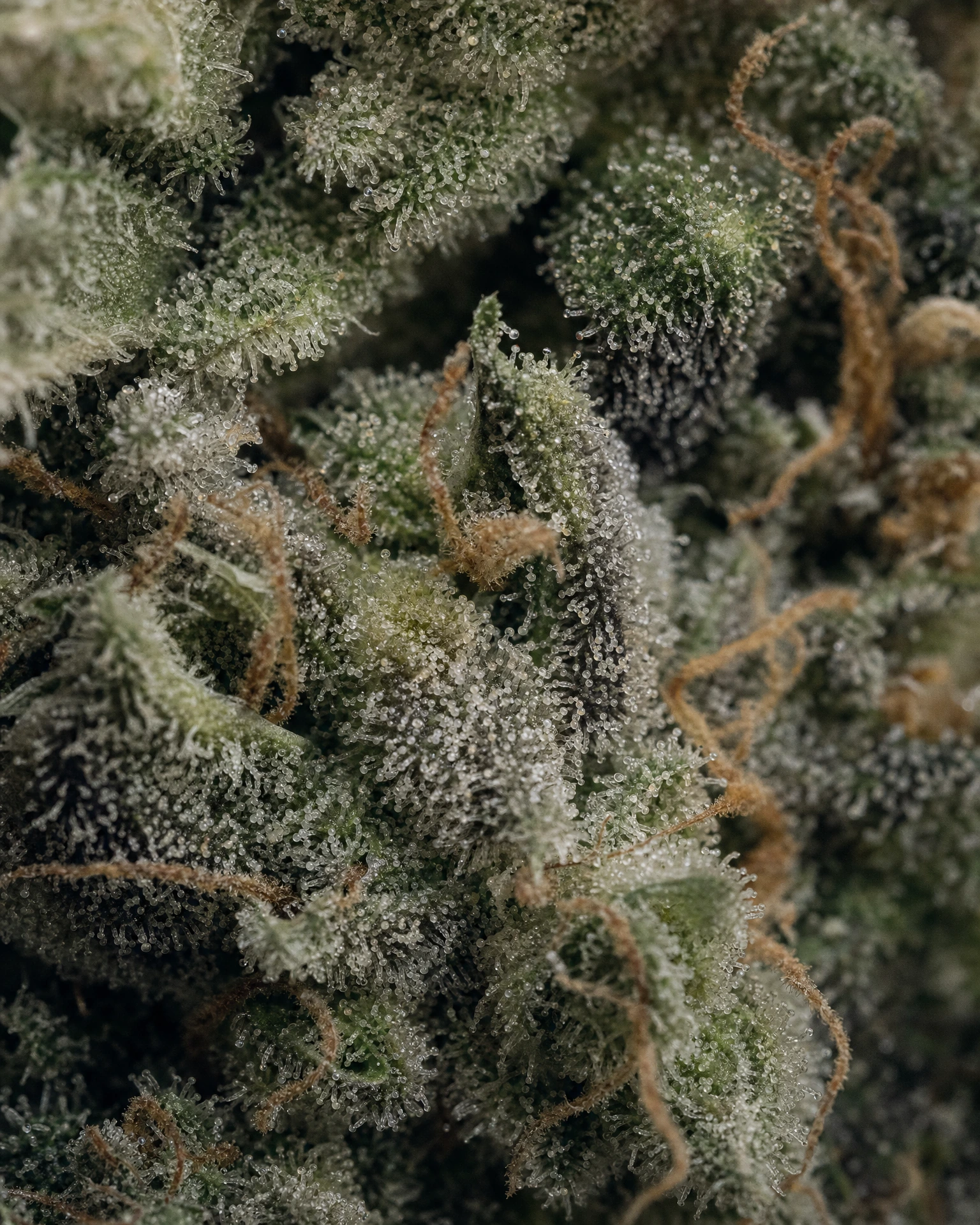 Trichome der Cannabissorte Bubba Kush in Nahaufnahme
