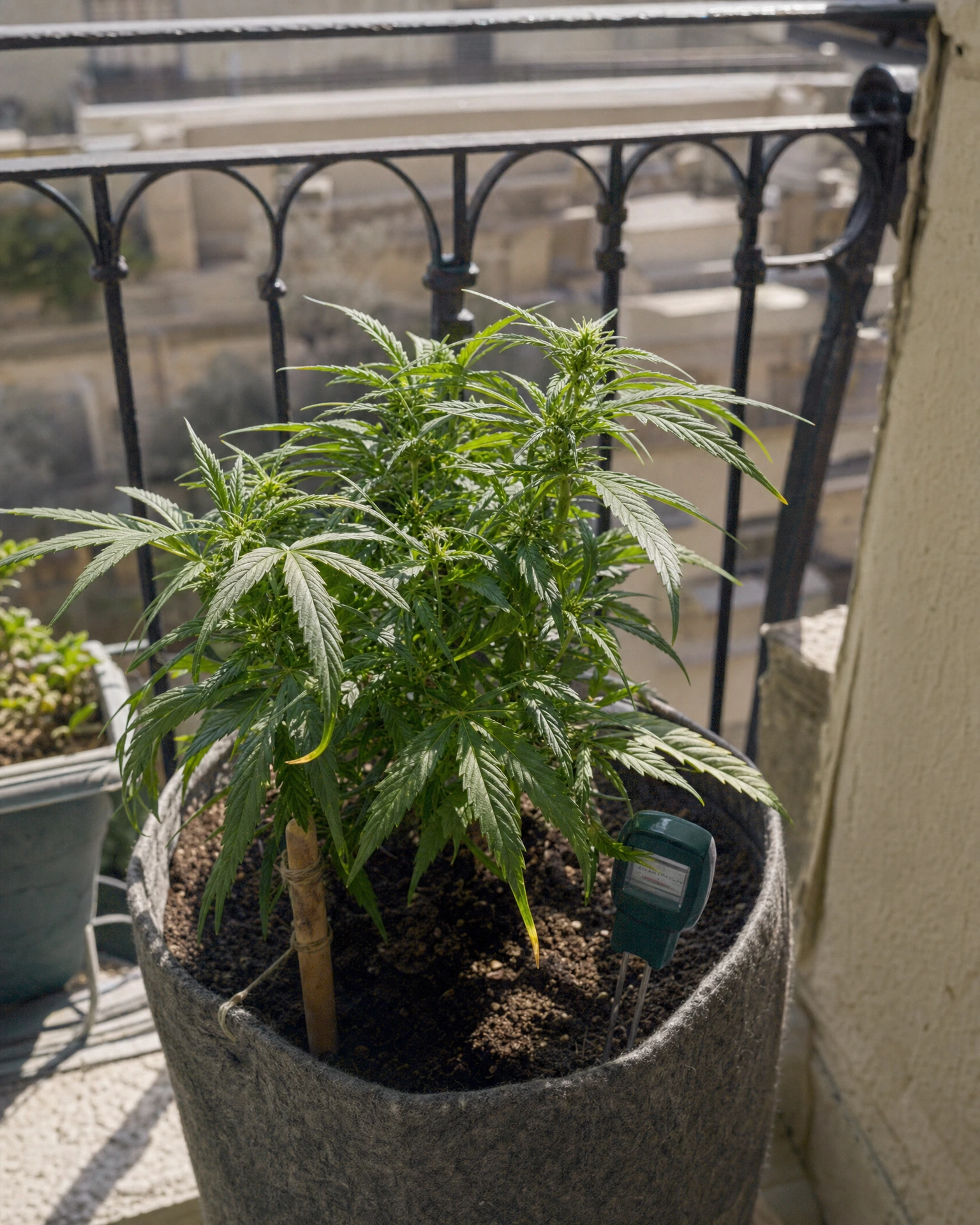 Blue Dream Autoflower in der vegetativen Wachstumsphase
