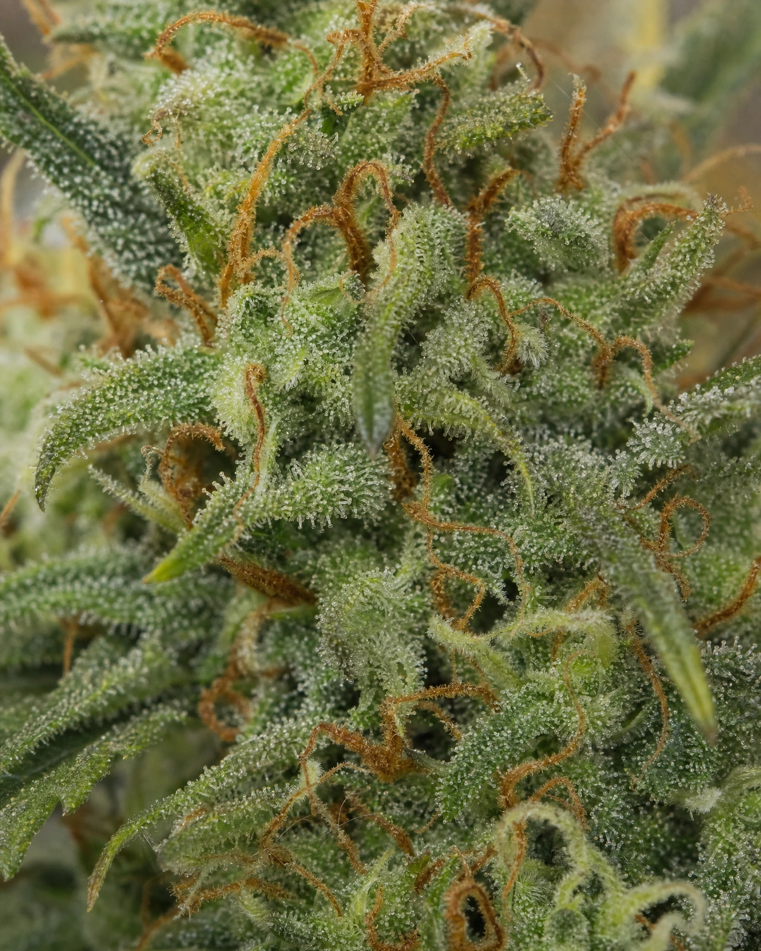 Trichome der Cannabissorte Blue Dream Autoflower in Nahaufnahme