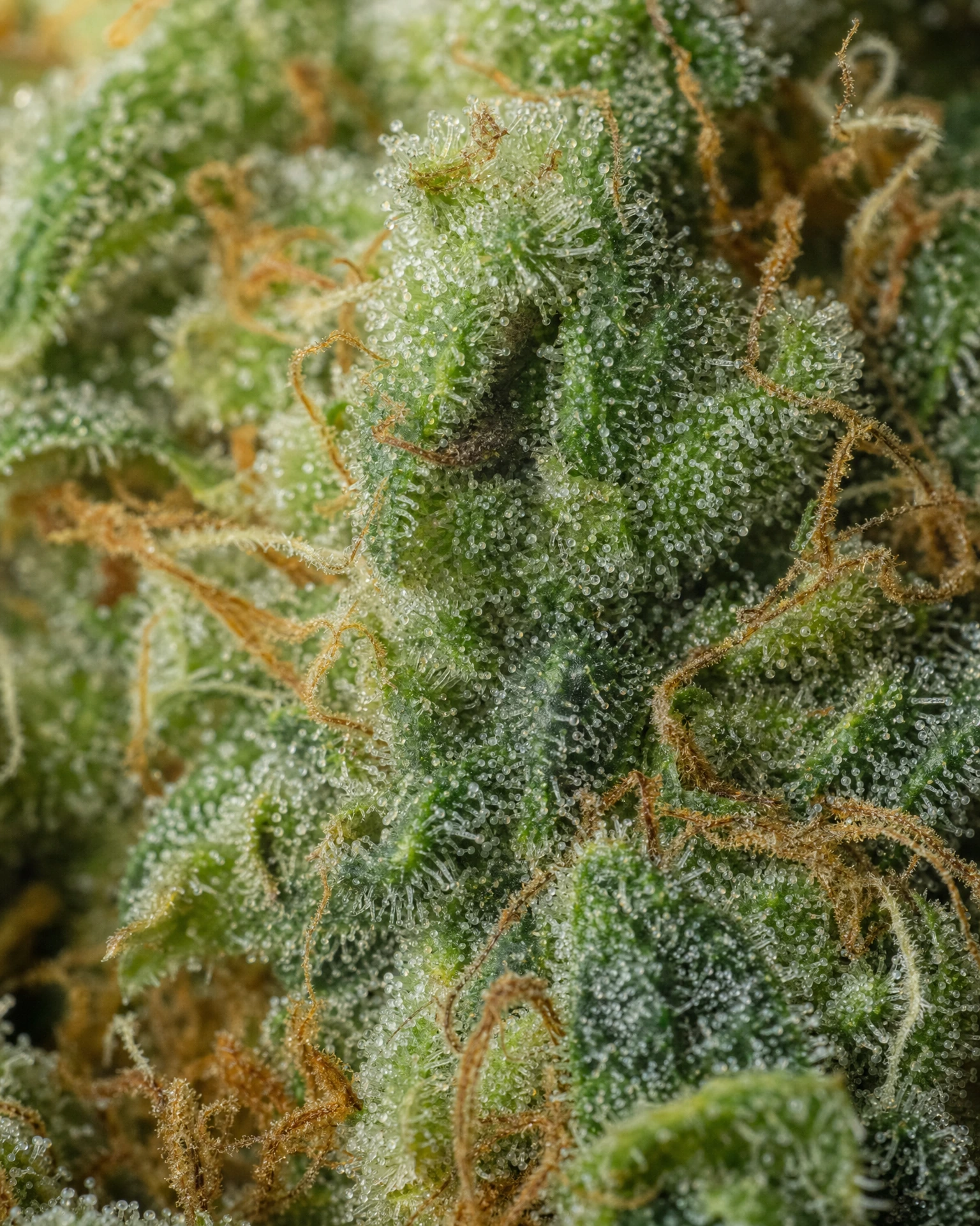 Trichome der Cannabissorte Bruce Banner in Nahaufnahme