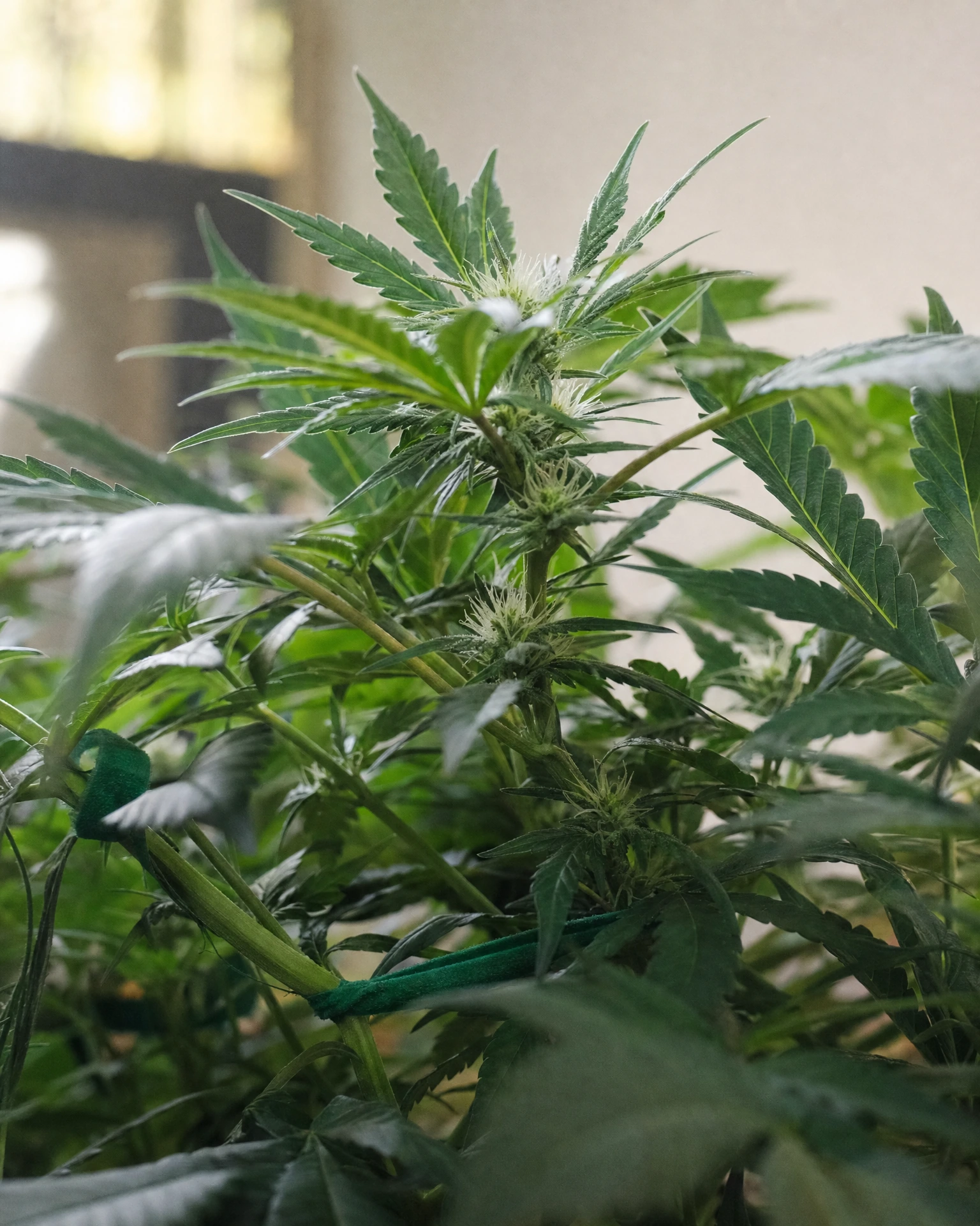 Bruce Banner Autoflower in der frühen Blütephase
