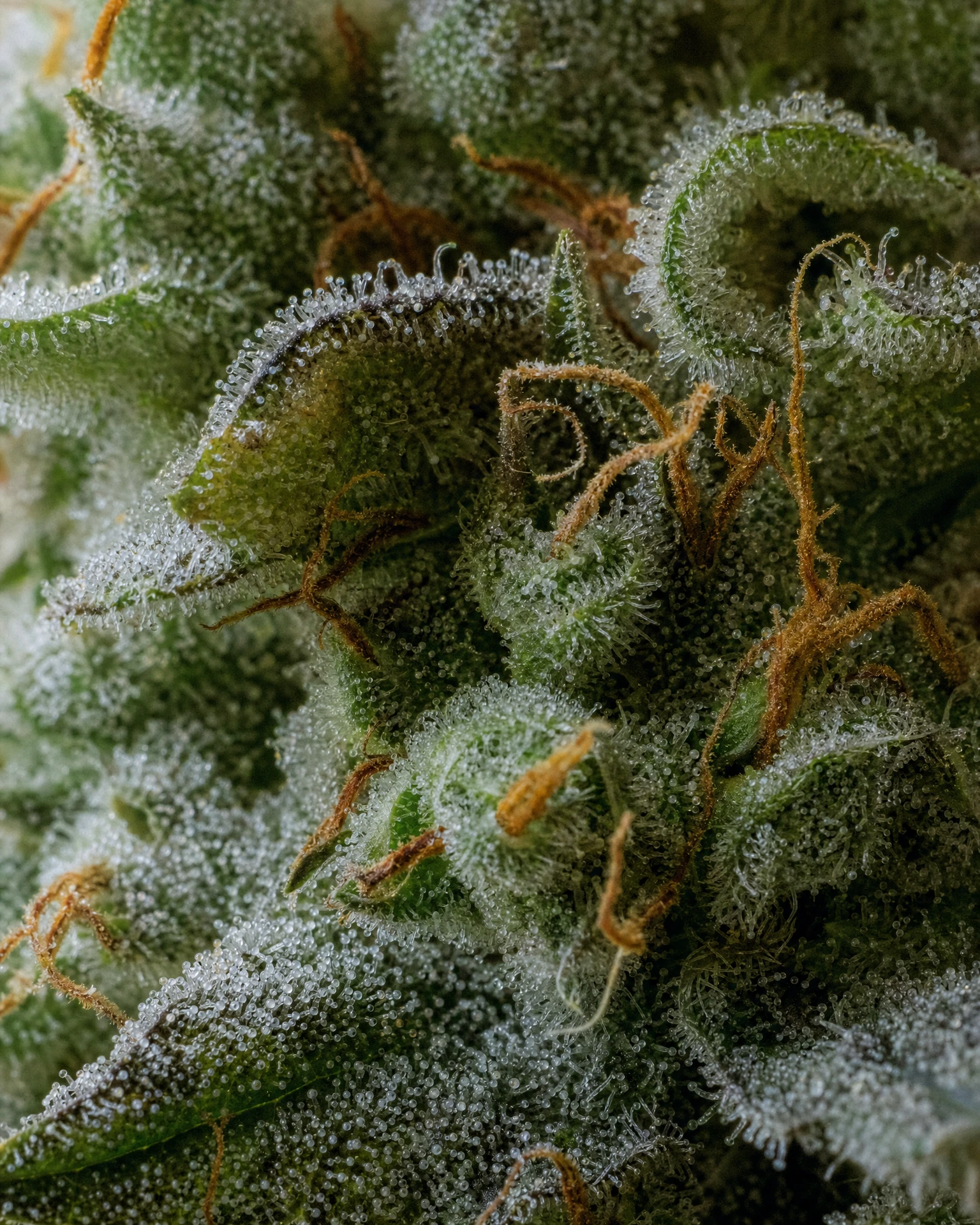Trichome der Cannabissorte Bruce Banner Autoflower in Nahaufnahme